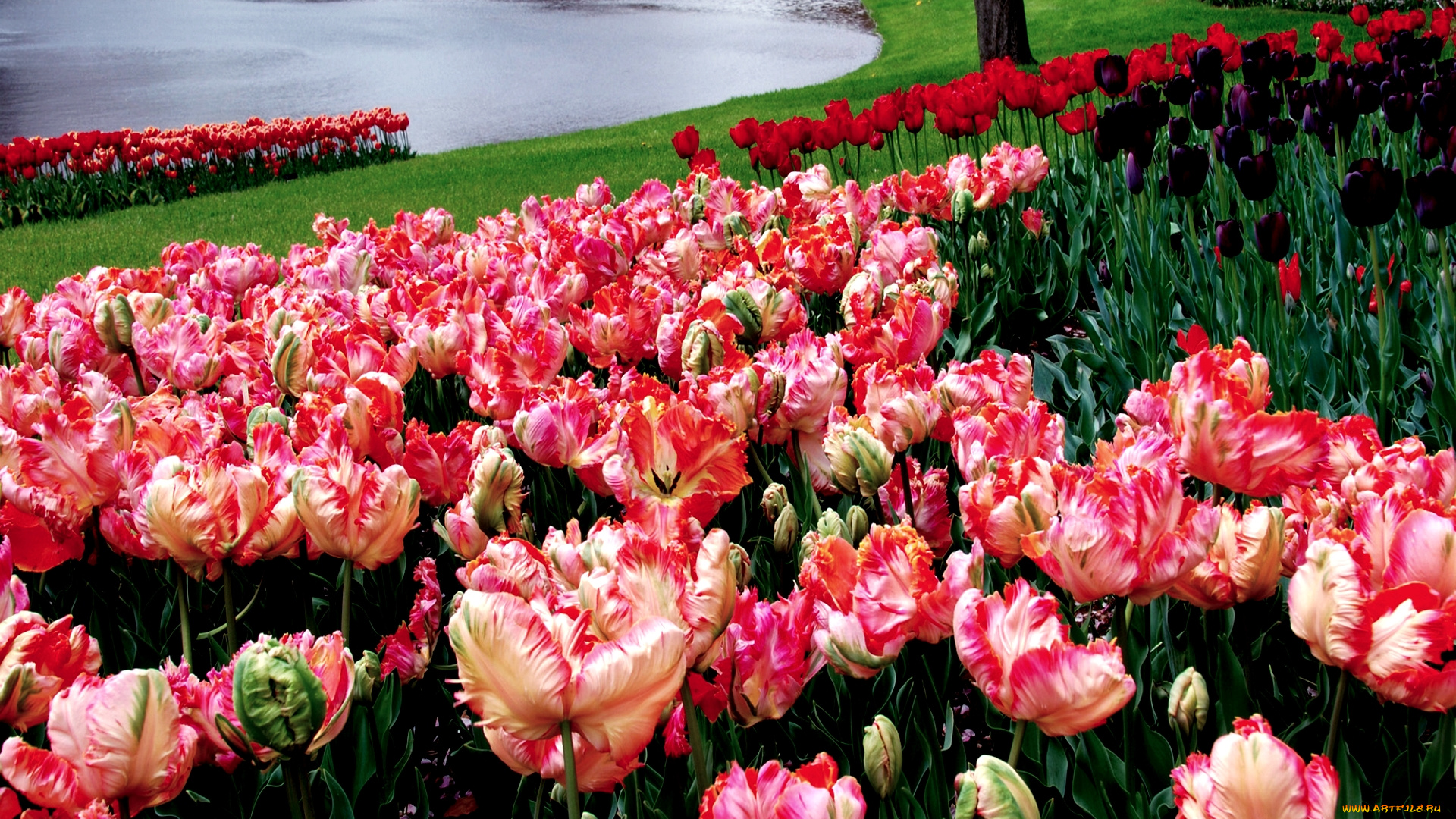 цветы, тюльпаны, много, пестрый, яркий, весна