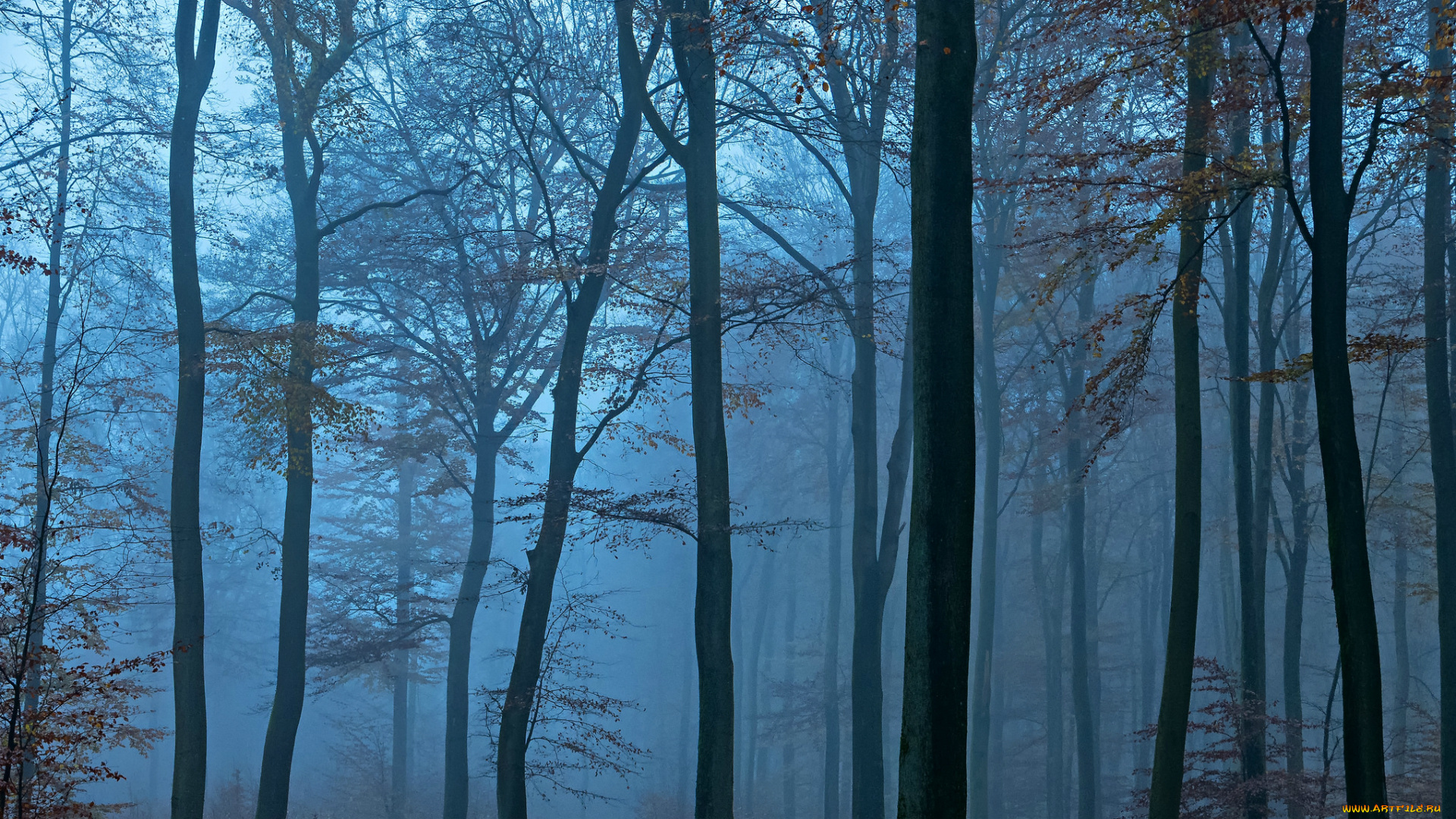 природа, лес, туман, голубой, деревья, вечер