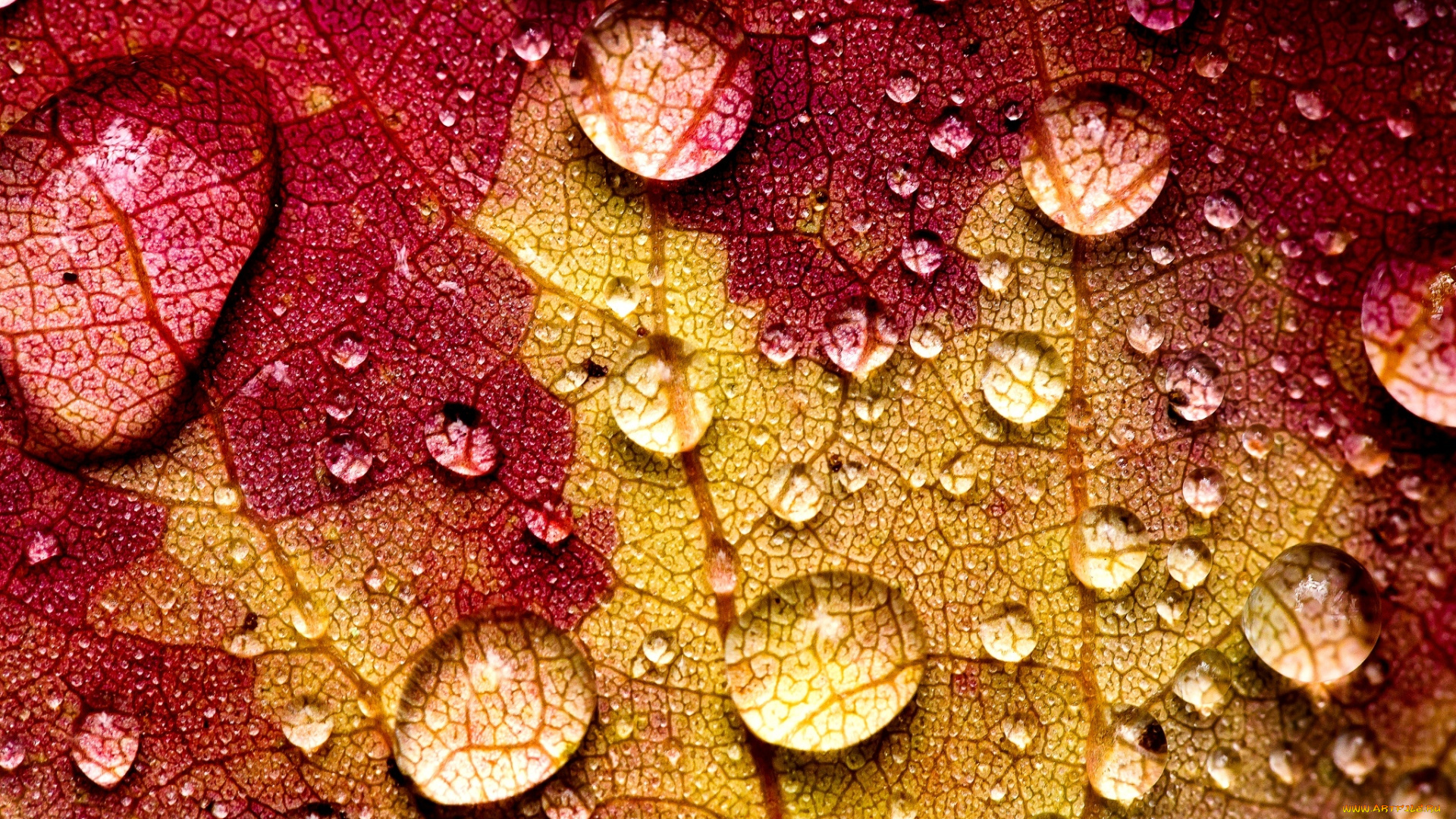 природа, макро, лист, желтый, бордовый, прожилки, капли, вода, осень