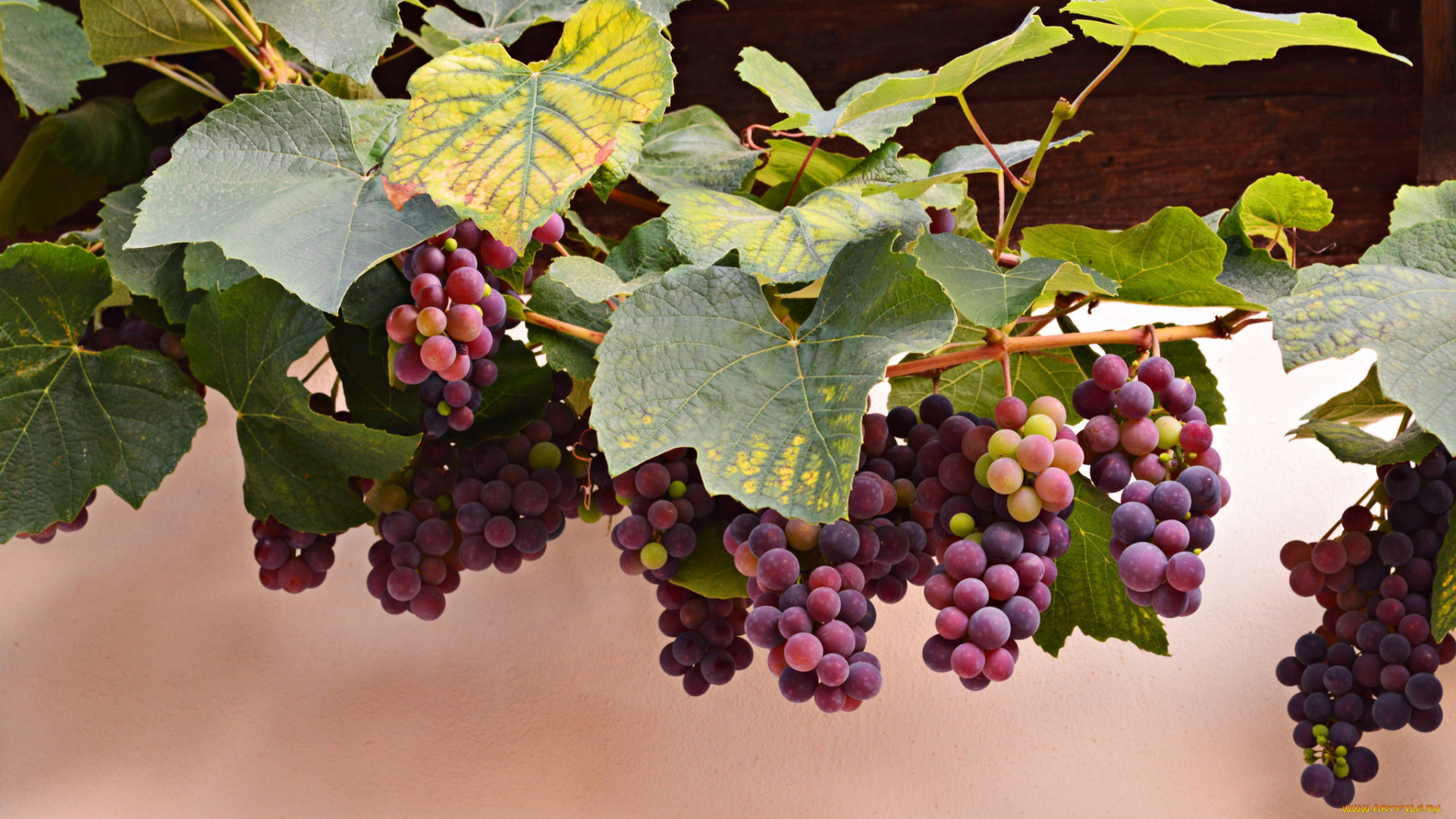 природа, Ягоды, , виноград, виноград, красный, лоза, грозди, ягоды, листья, осень