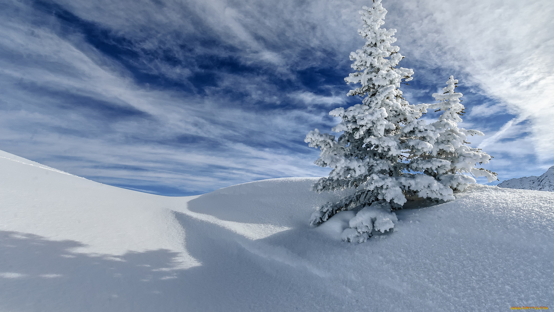 природа, зима, ель, дерево, снег