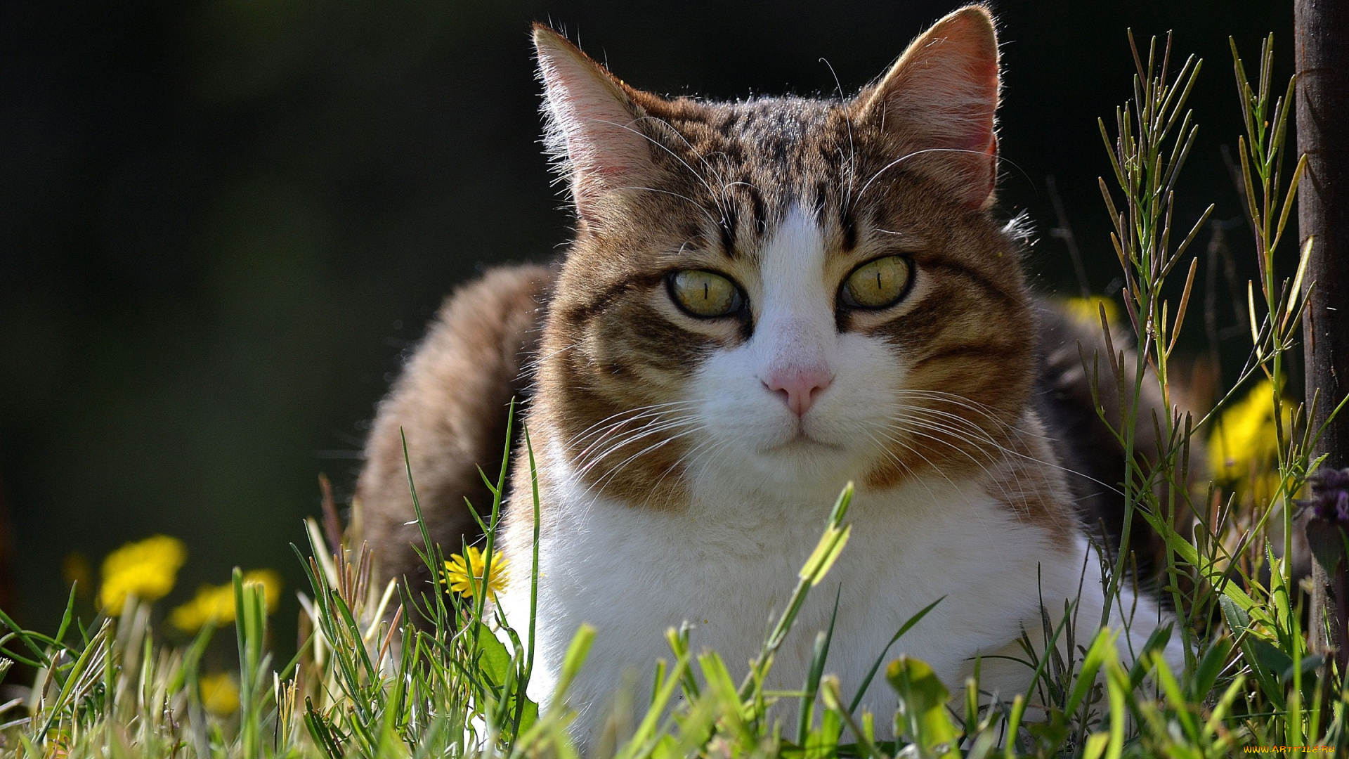 животные, коты, одуванчики, кошка, трава, весна