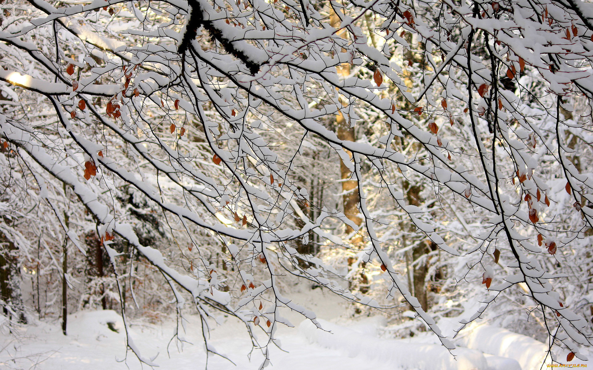 природа, зима, ветки, снег, лес
