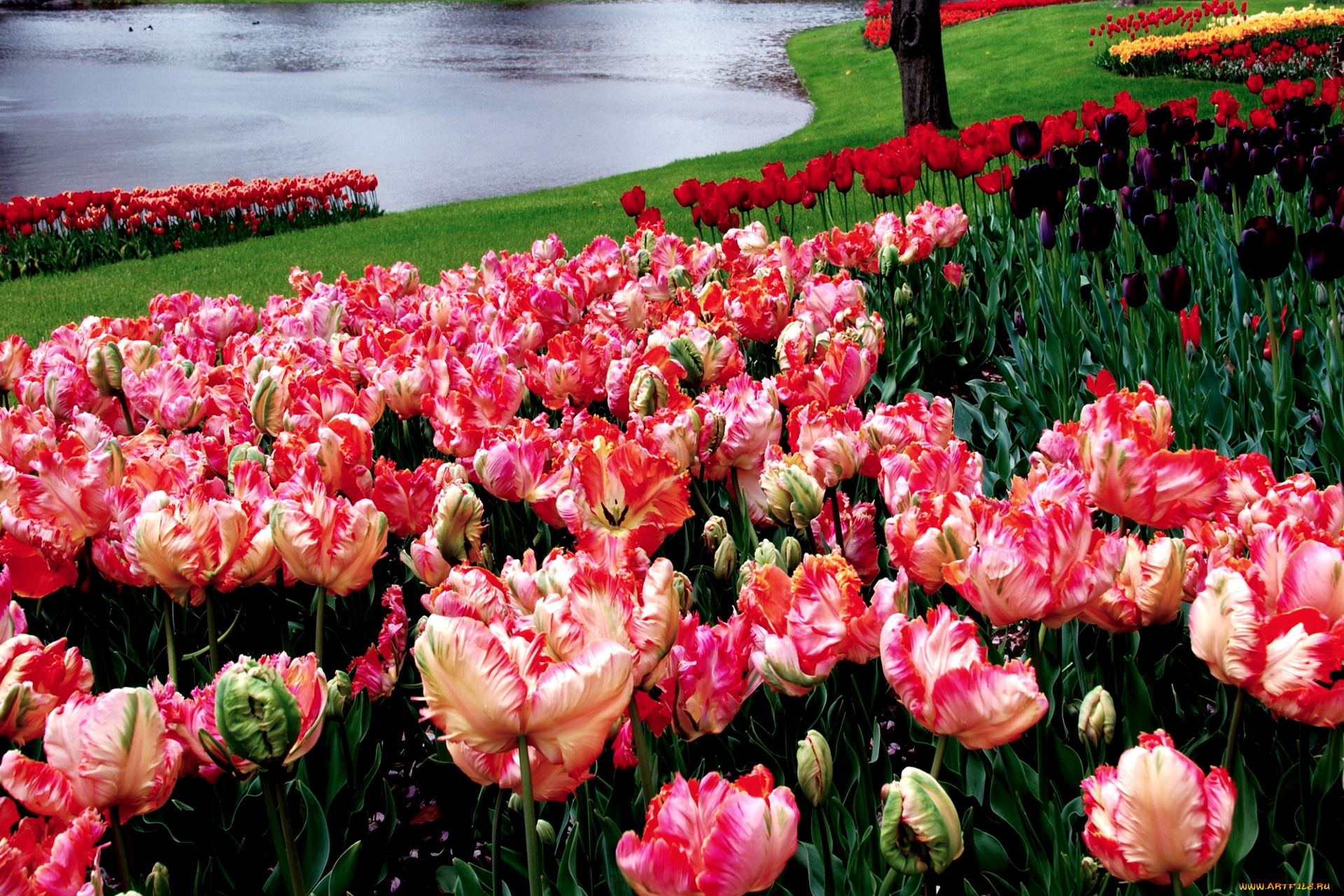 цветы, тюльпаны, много, пестрый, яркий, весна