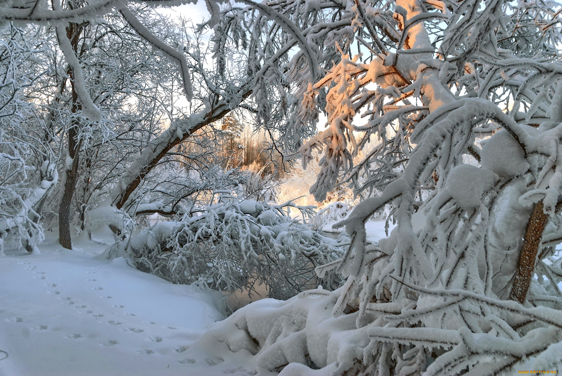 природа, зима, следы, свет, деревья, снег
