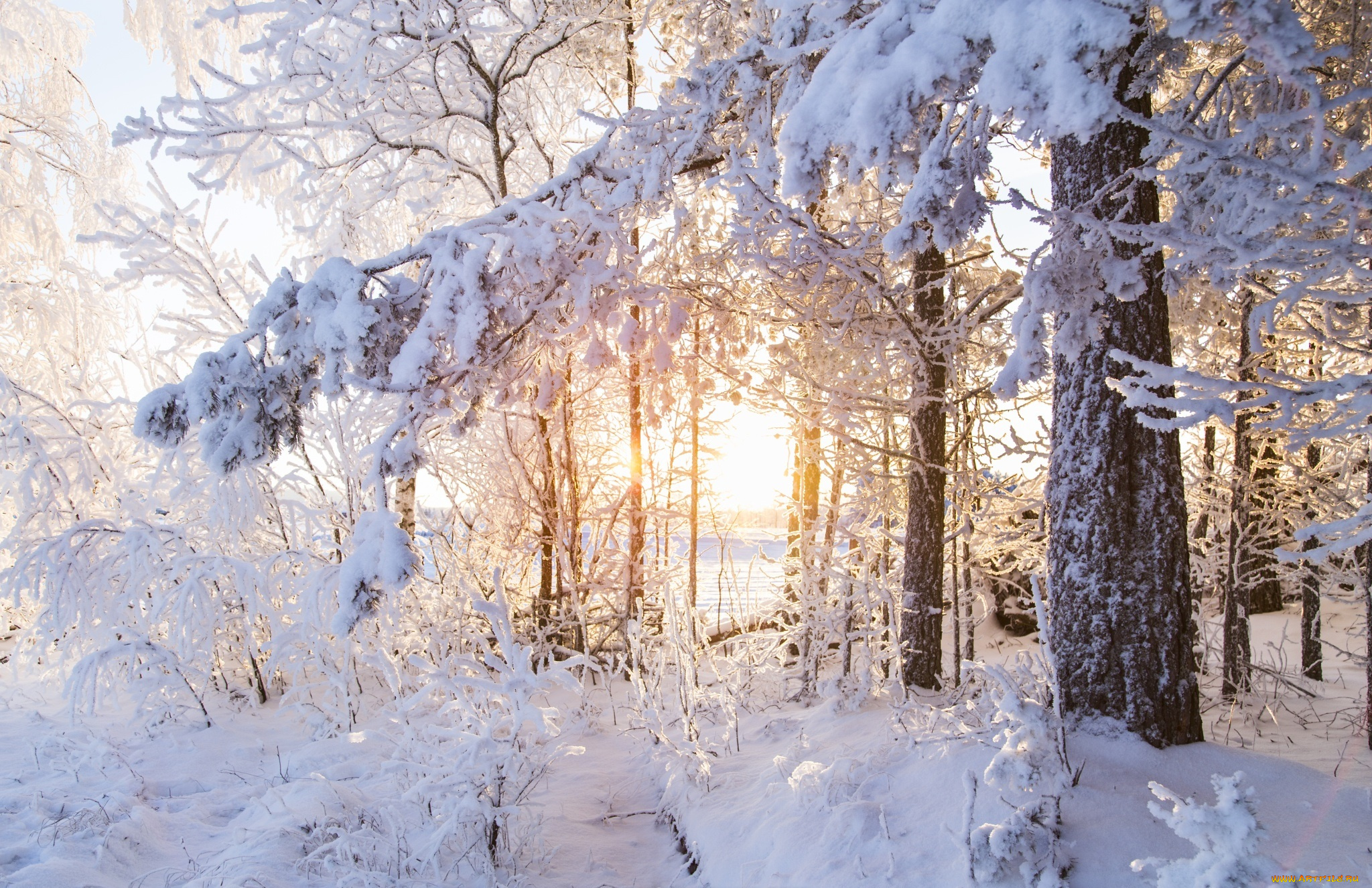 Зимний Солнечный лес