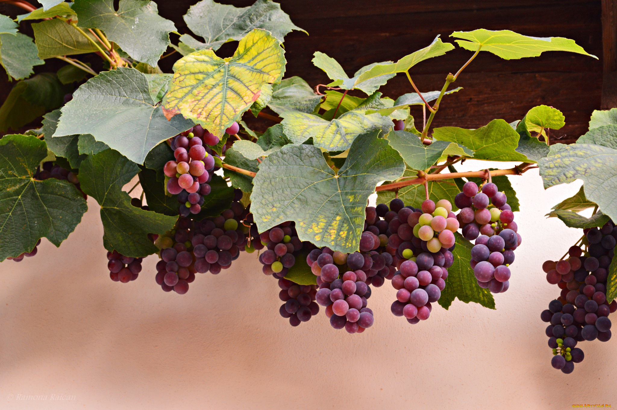 Виноград вино гроздь ветка без смс
