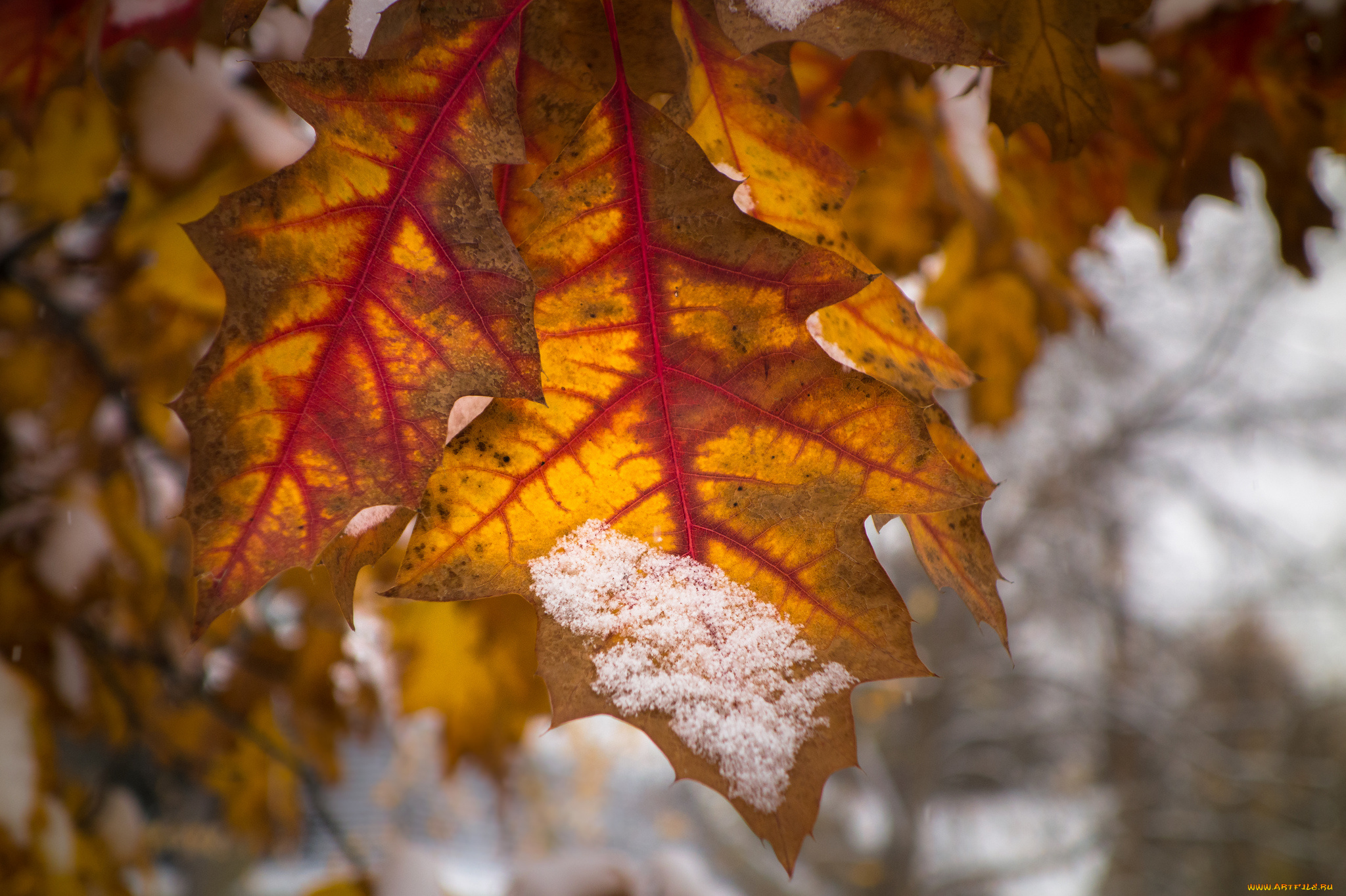 природа, листья, осень, макро, снег