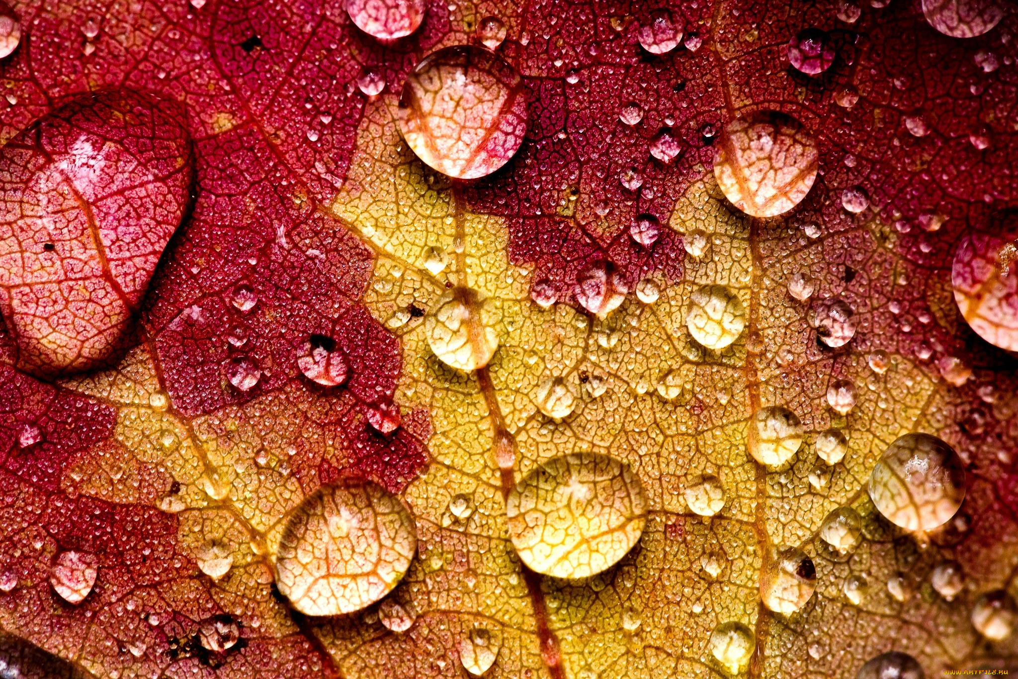 природа, макро, лист, желтый, бордовый, прожилки, капли, вода, осень