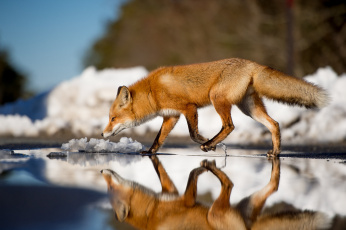 Картинка животные лисы отражение вода лис