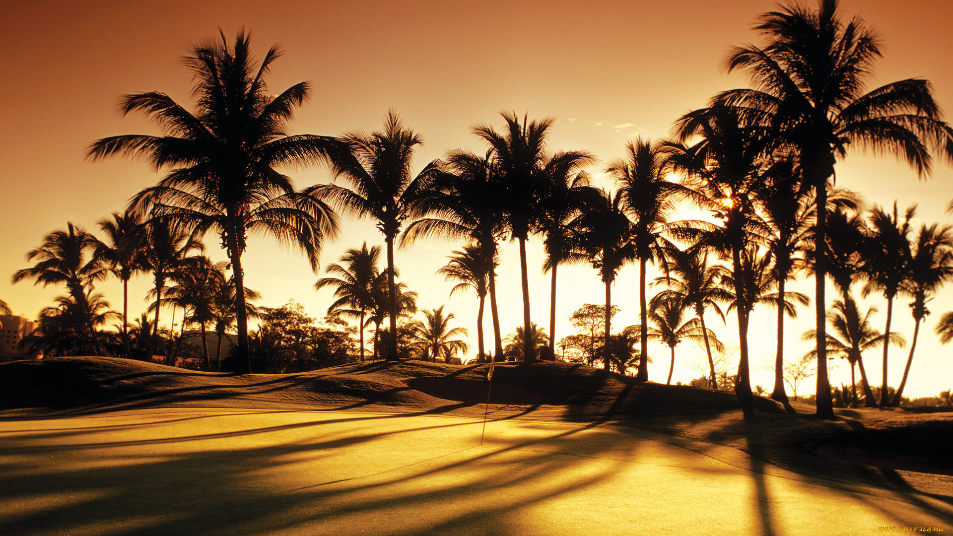 природа, тропики, golf, palms, sunrise, club