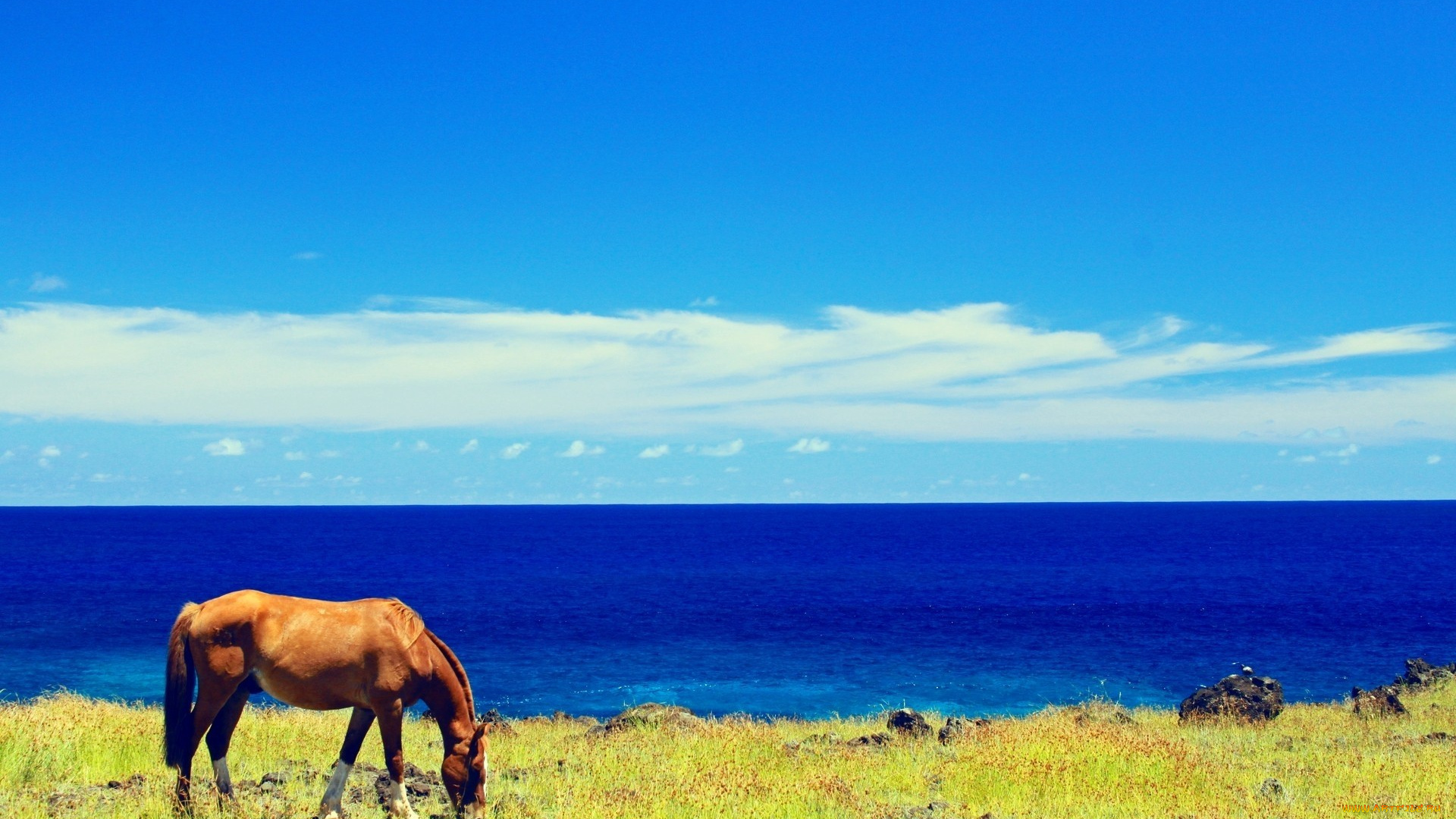 животные, лошади, лошадь, конь, пастбище, небо, облака, море