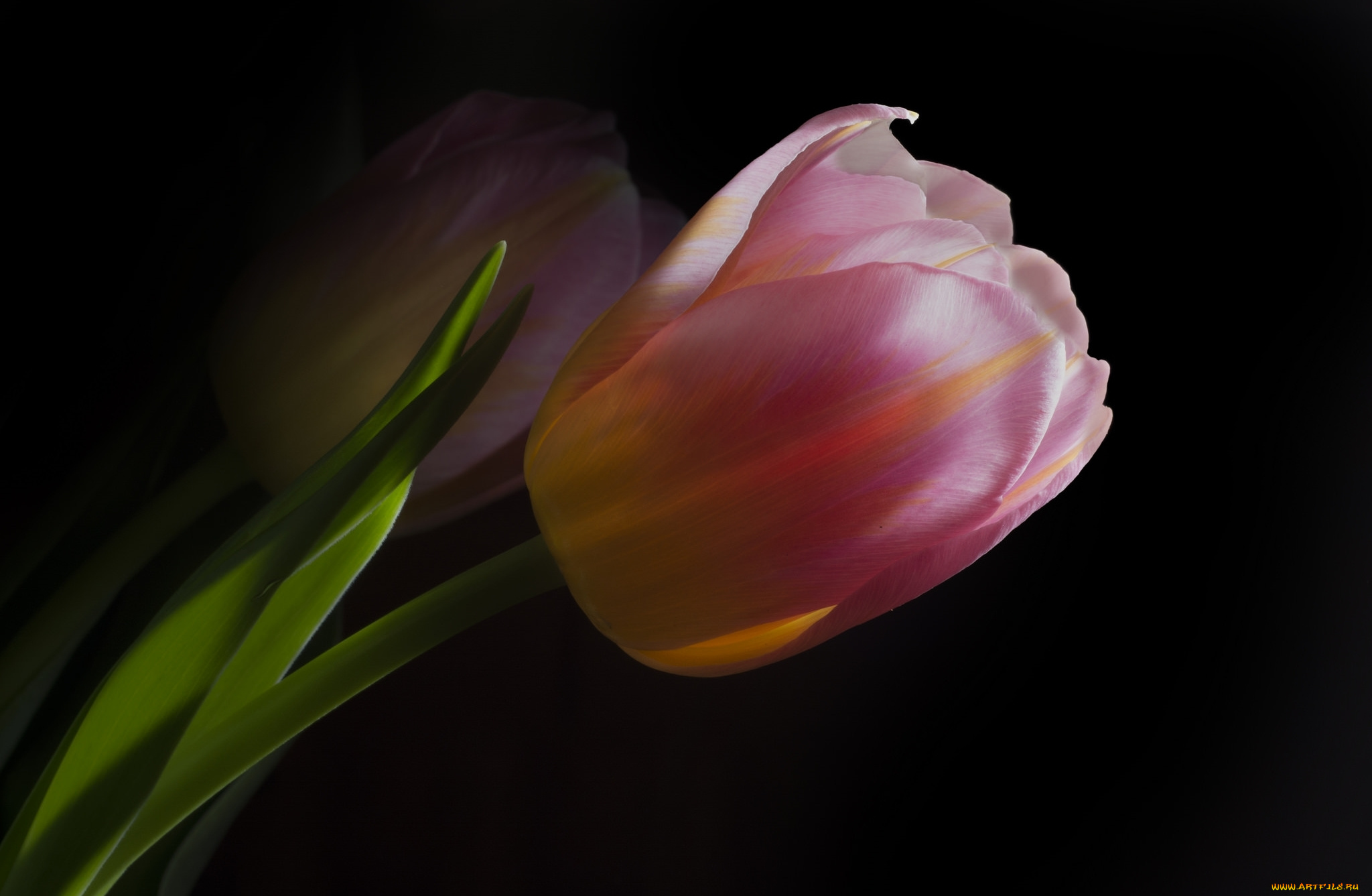 цветы, тюльпаны, тюльпан, бутон, розовый, макро
