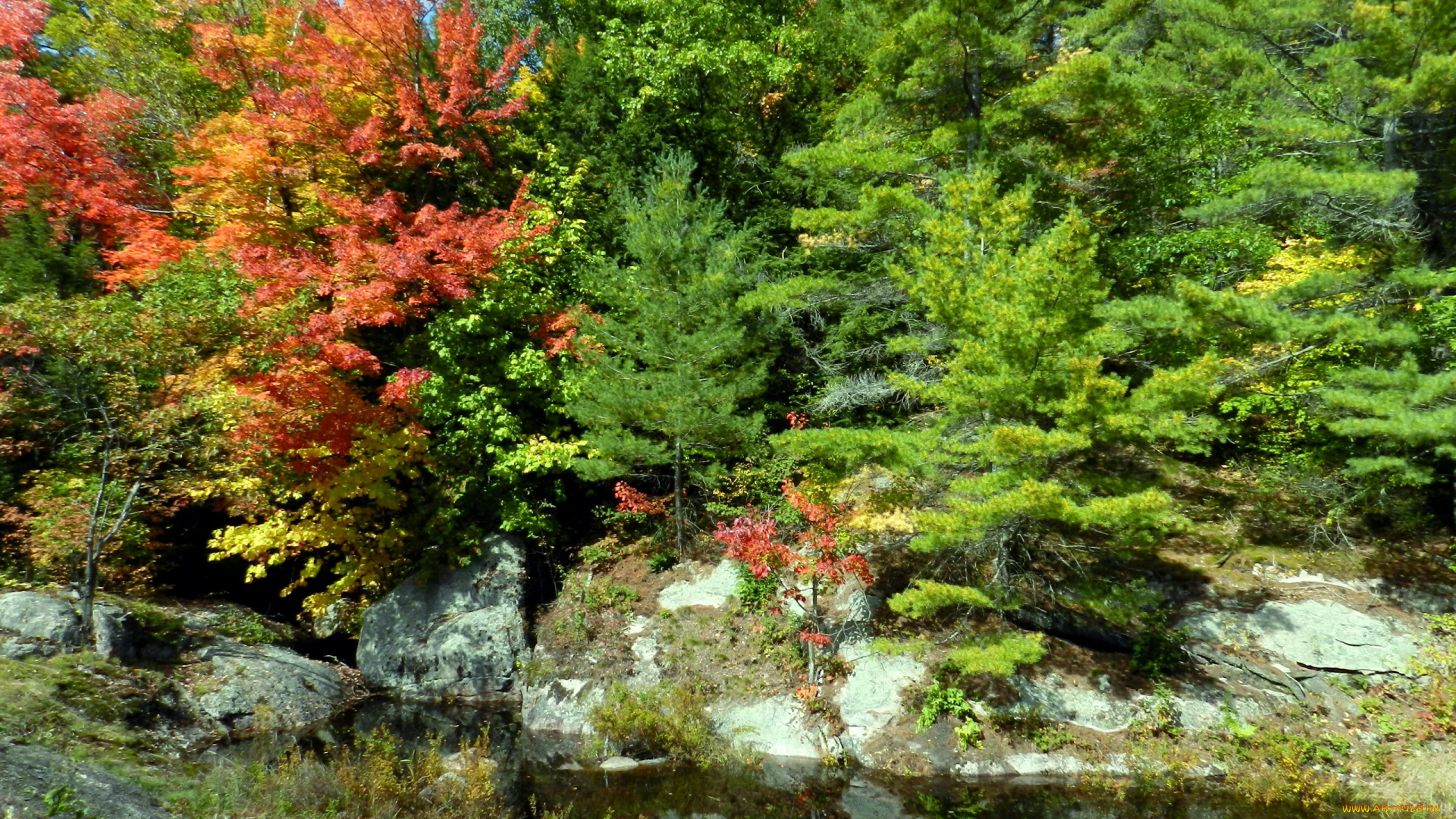 природа, деревья, осень, камни