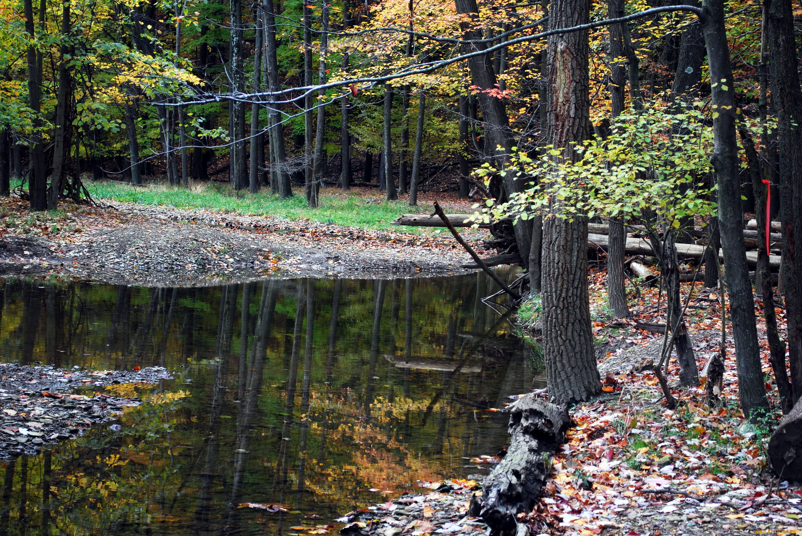 природа, реки, озера, осень, деревья, ручей, листва
