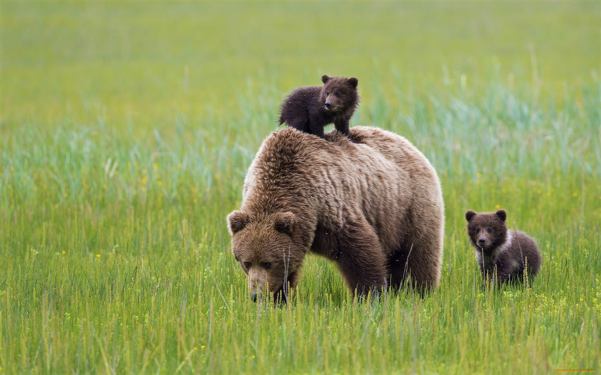 животные, медведи, cute, animal, baby, bear, cub, природа, медведь, хищник