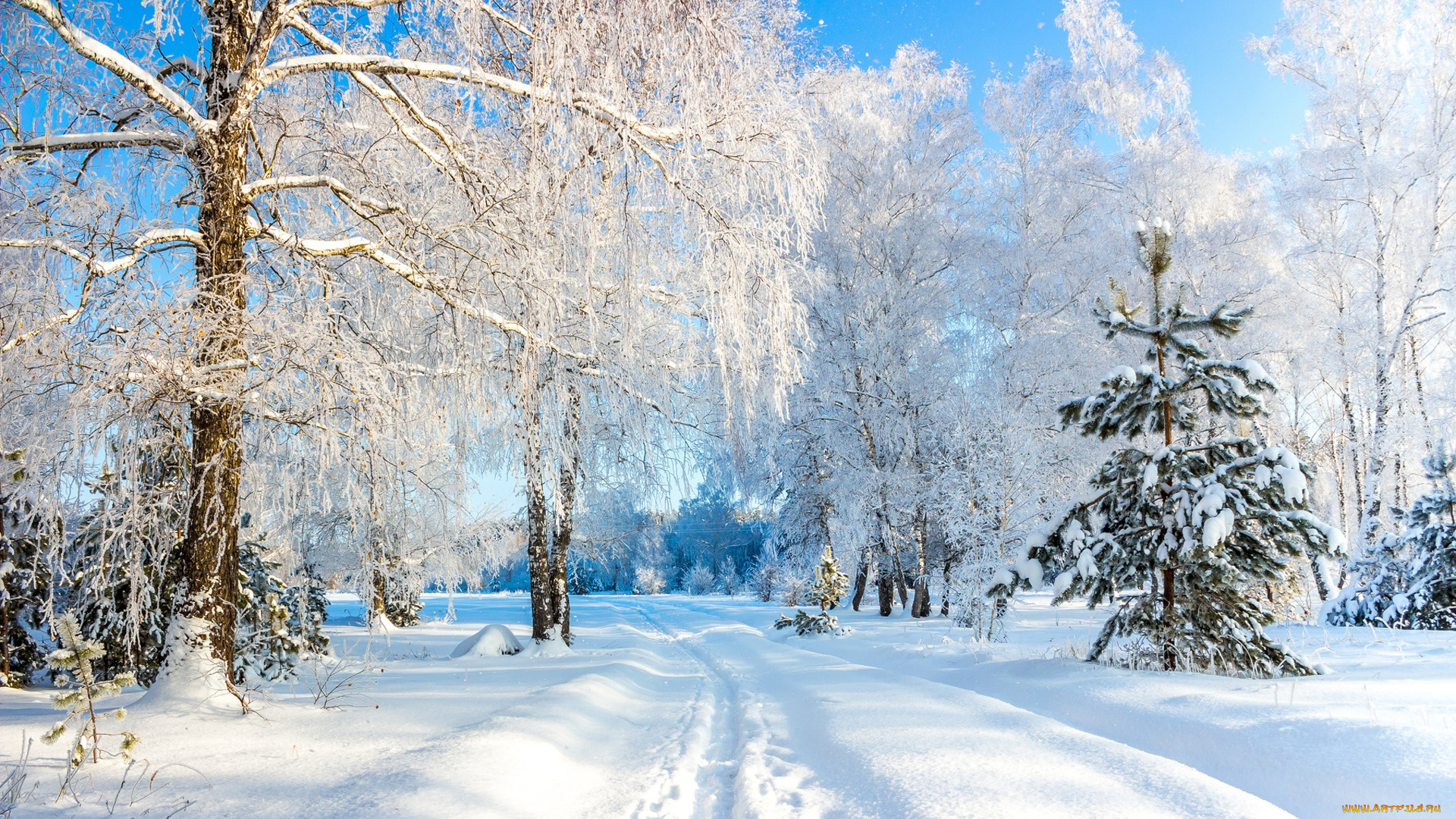 природа, зима, воронежская, область, деревья, россия, усманский, бор, снег