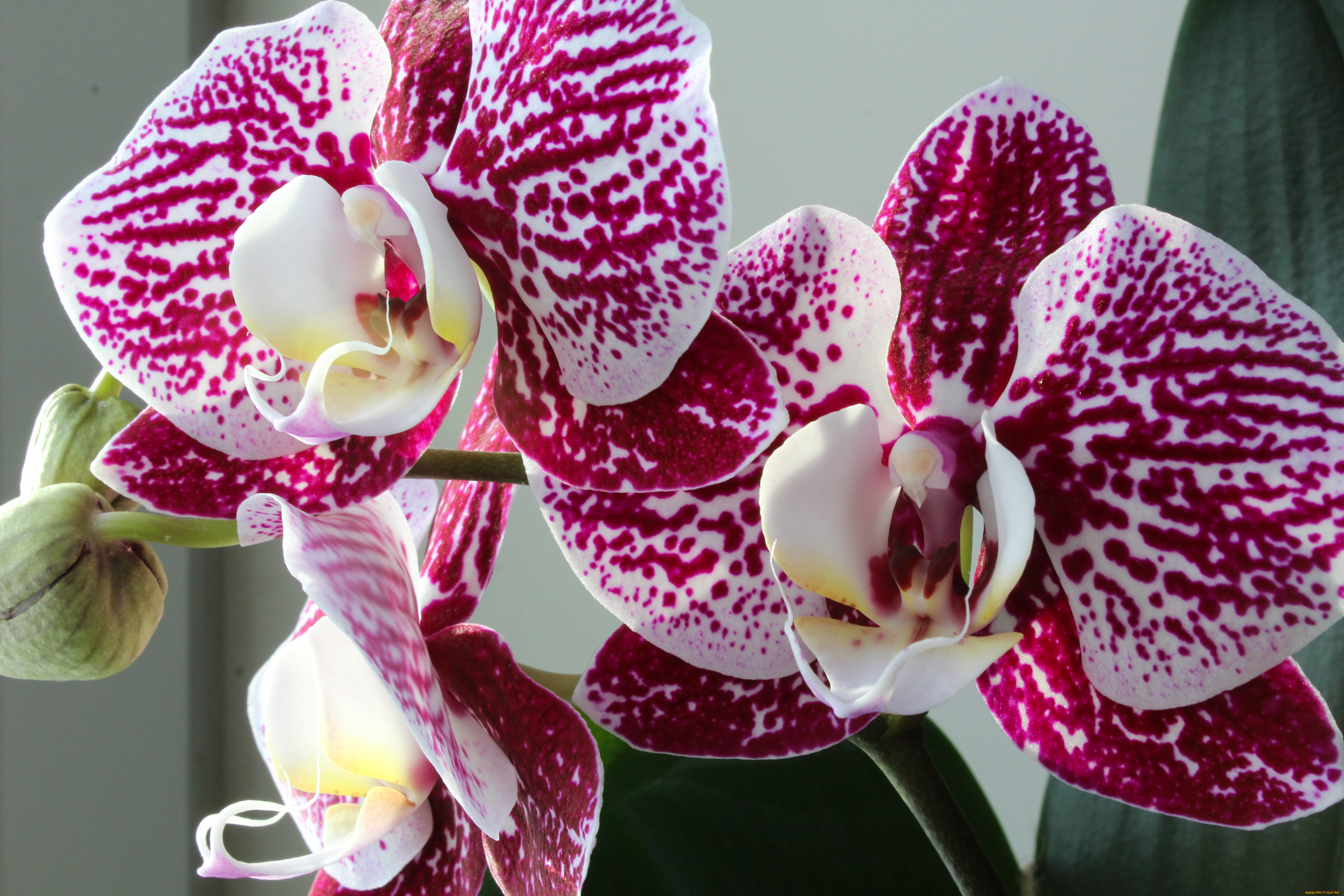 Орхидея живая цветок. Фаленопсис sparkling Kizz. Орхидея фаленопсис мимесис.