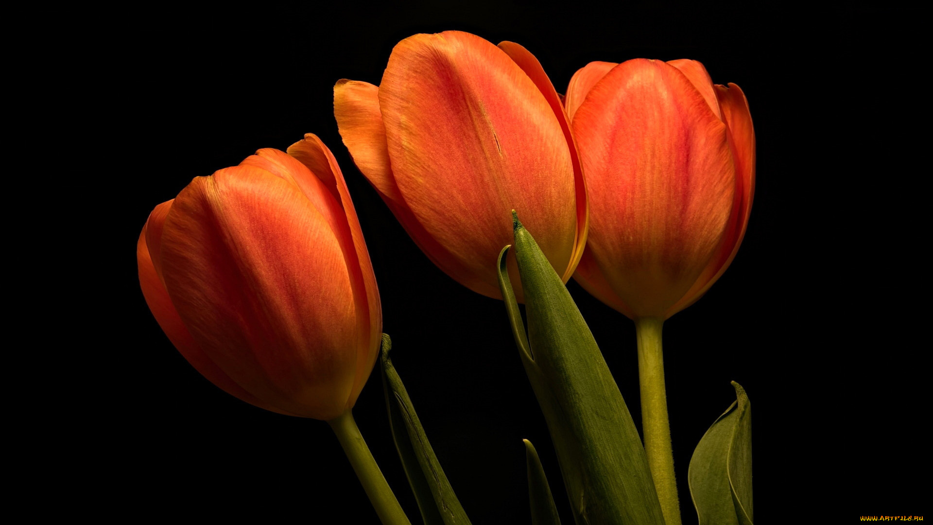цветы, тюльпаны, оранжевые, бутоны