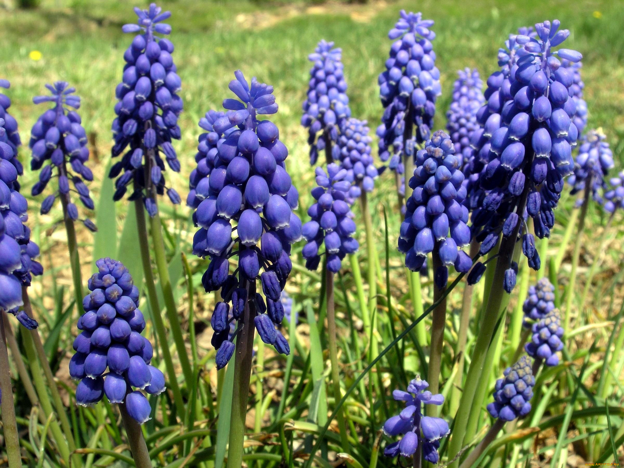 цветы, мускари, синие, весна