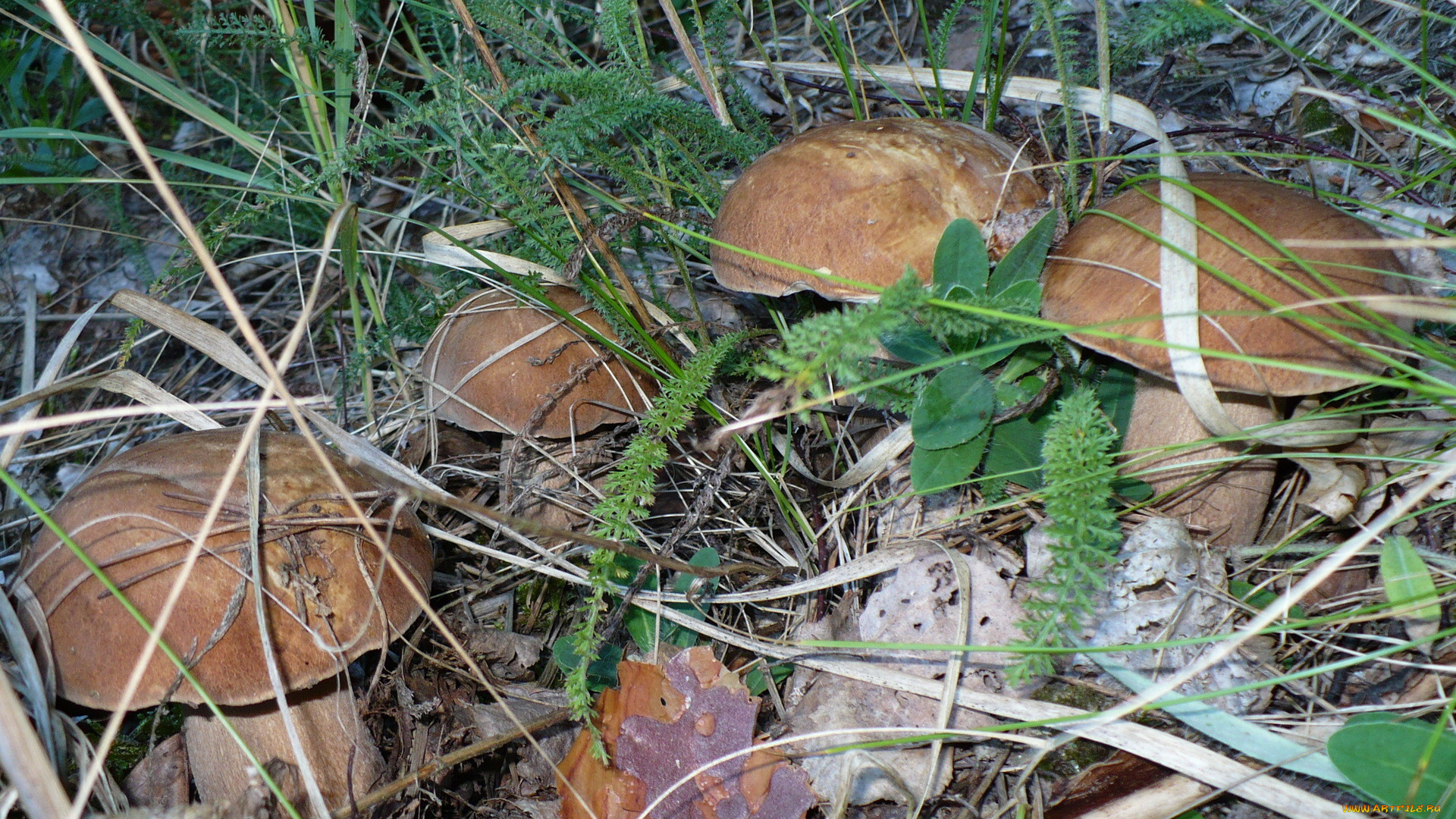 природа, грибы, семейка, грибов