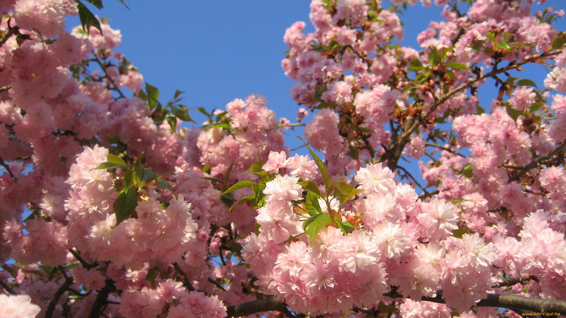 сакура, цветы, вишня, Япония, розовый