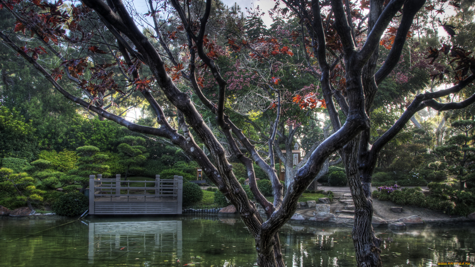 earl, burns, miller, japanese, garden, california, usa, природа, парк, сад, пруд, растения