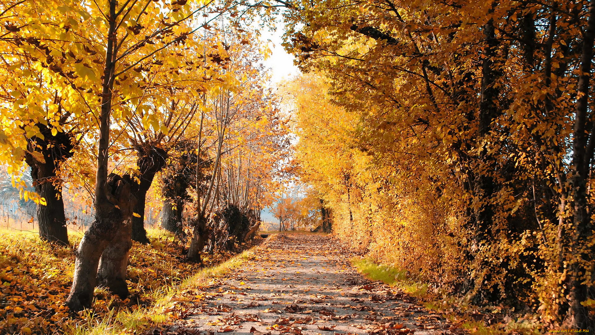 природа, дороги, пейзаж, листья, деревья, осень, дорога