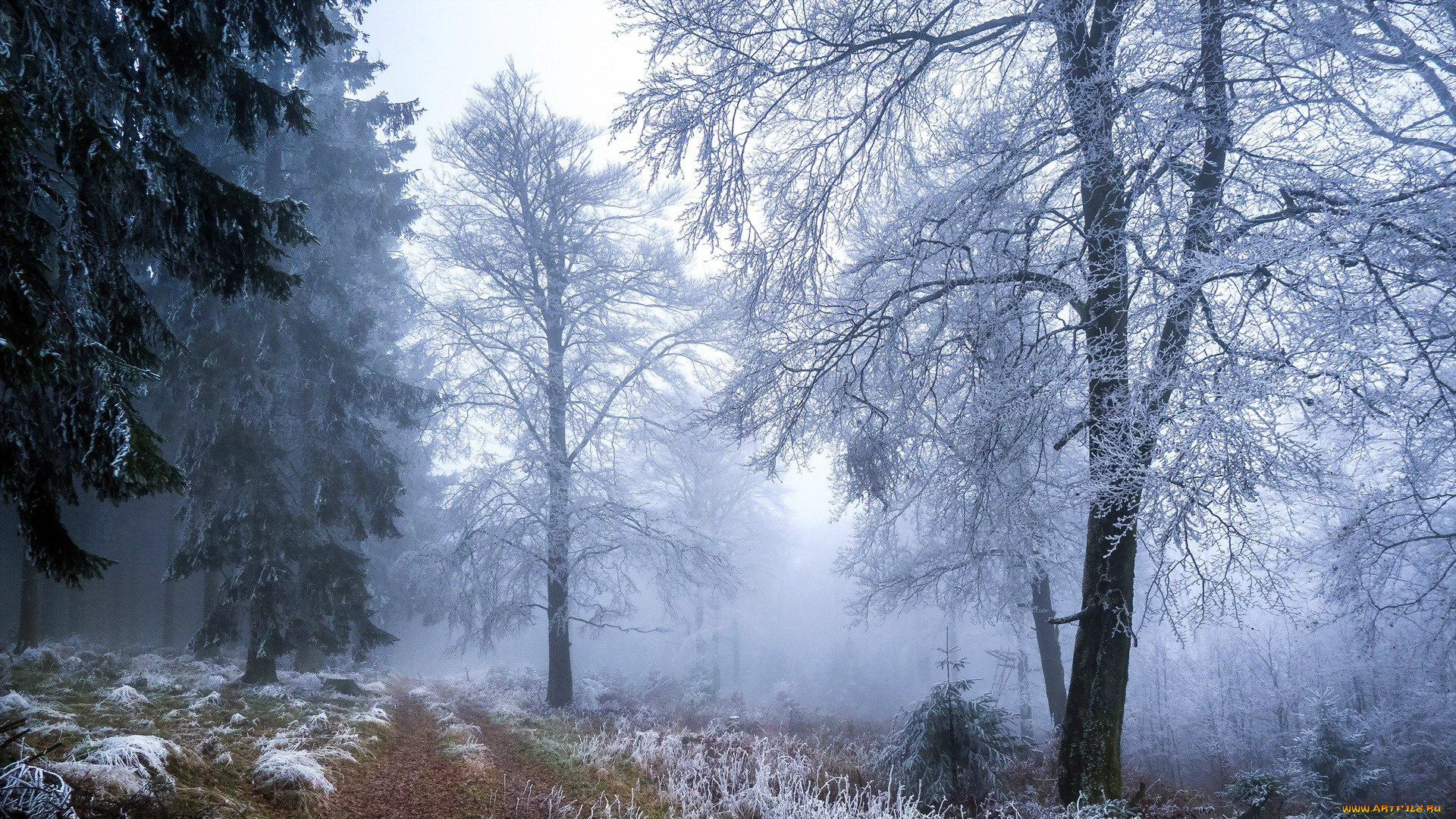 природа, зима, туман