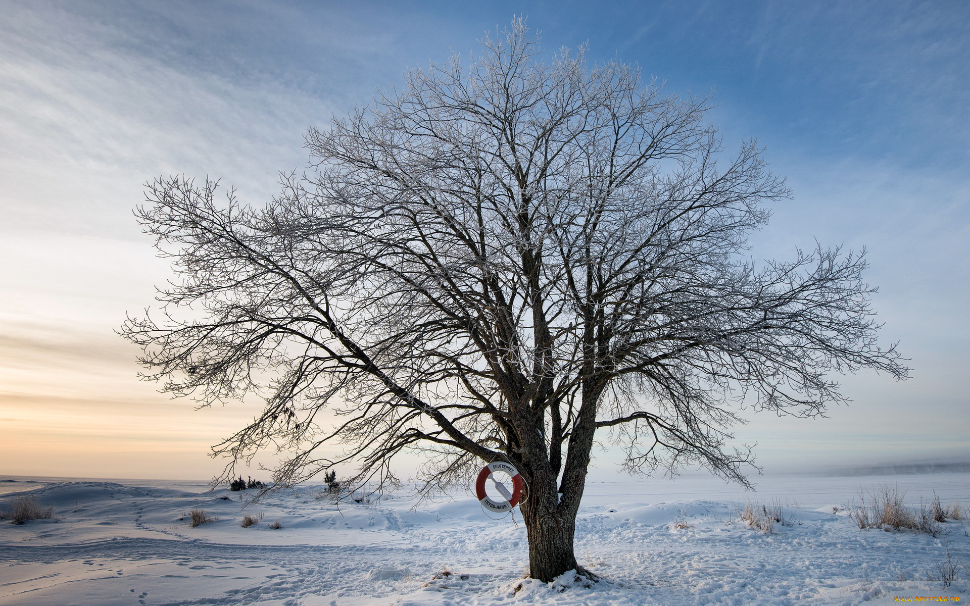 природа, деревья, зима, дерево, спасательный, круг