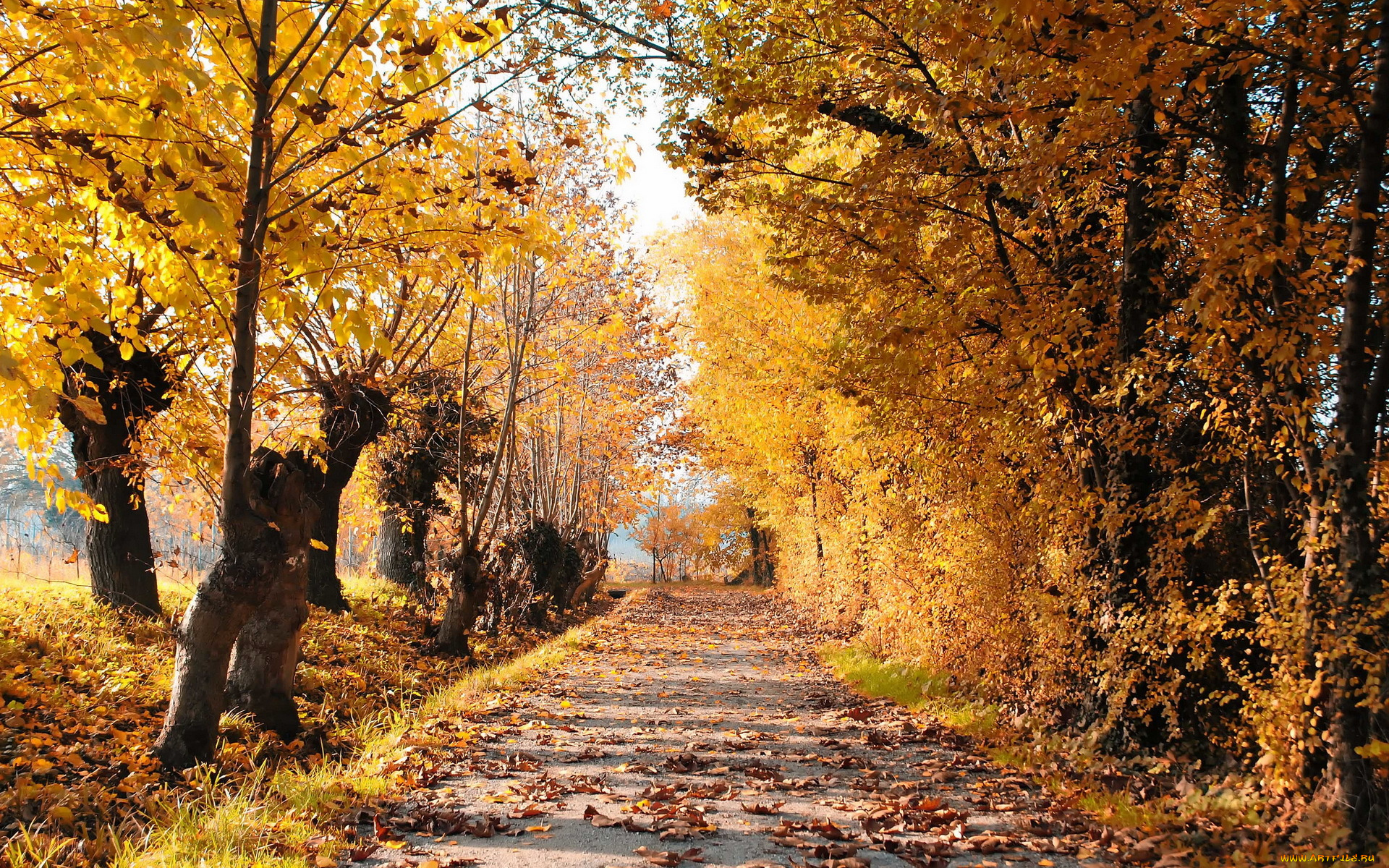 природа, дороги, пейзаж, листья, деревья, осень, дорога