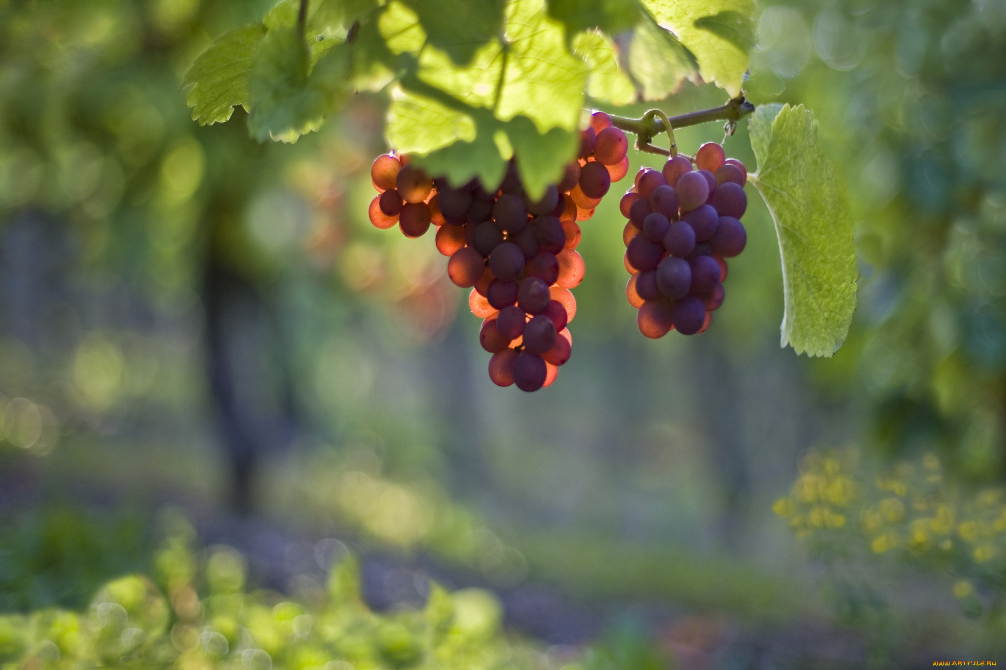 природа, Ягоды, виноград, ягоды, гроздь, свет, лоза
