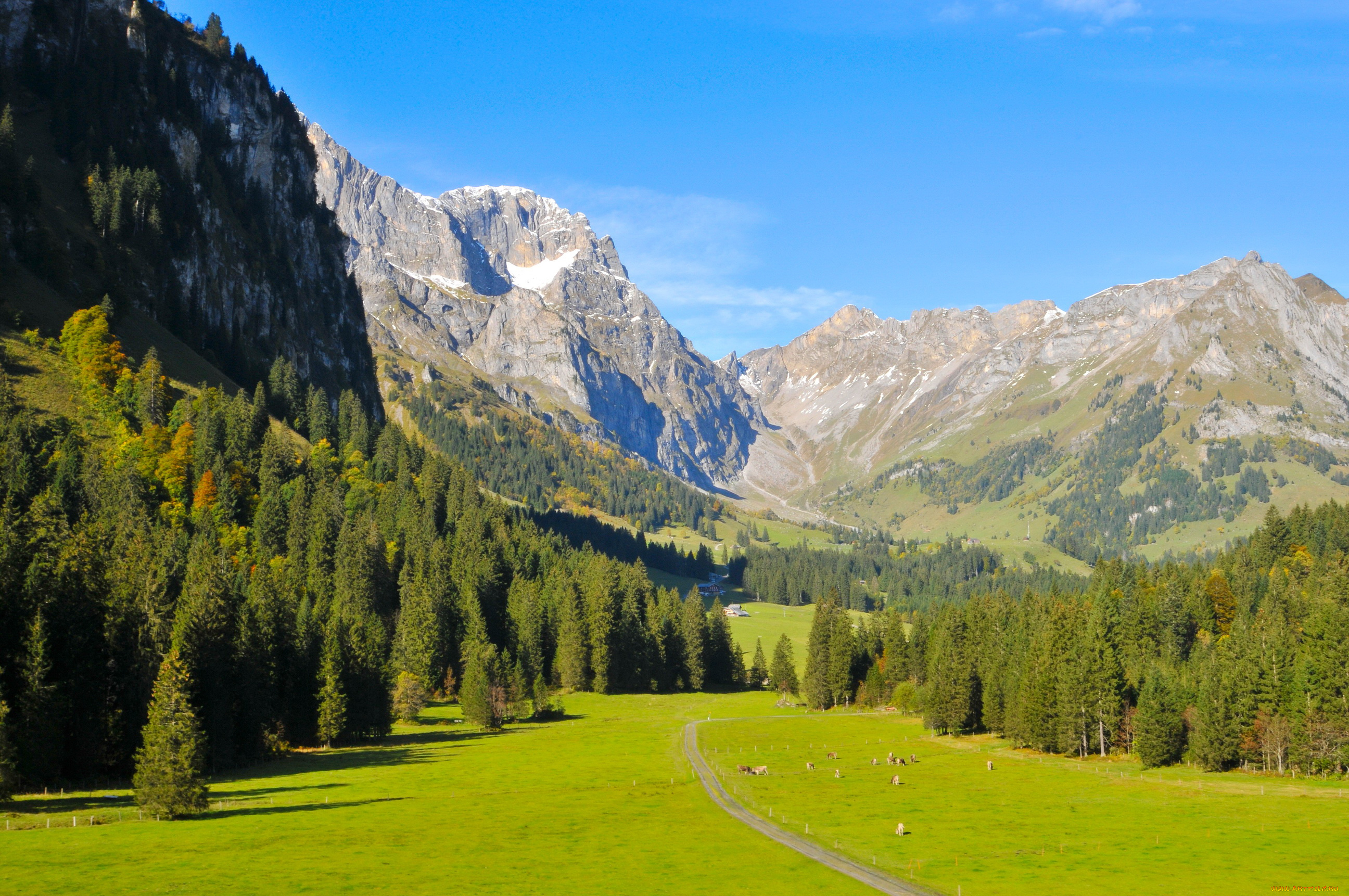 швейцария, обвальден, энгельберг, природа, горы, ели, трава