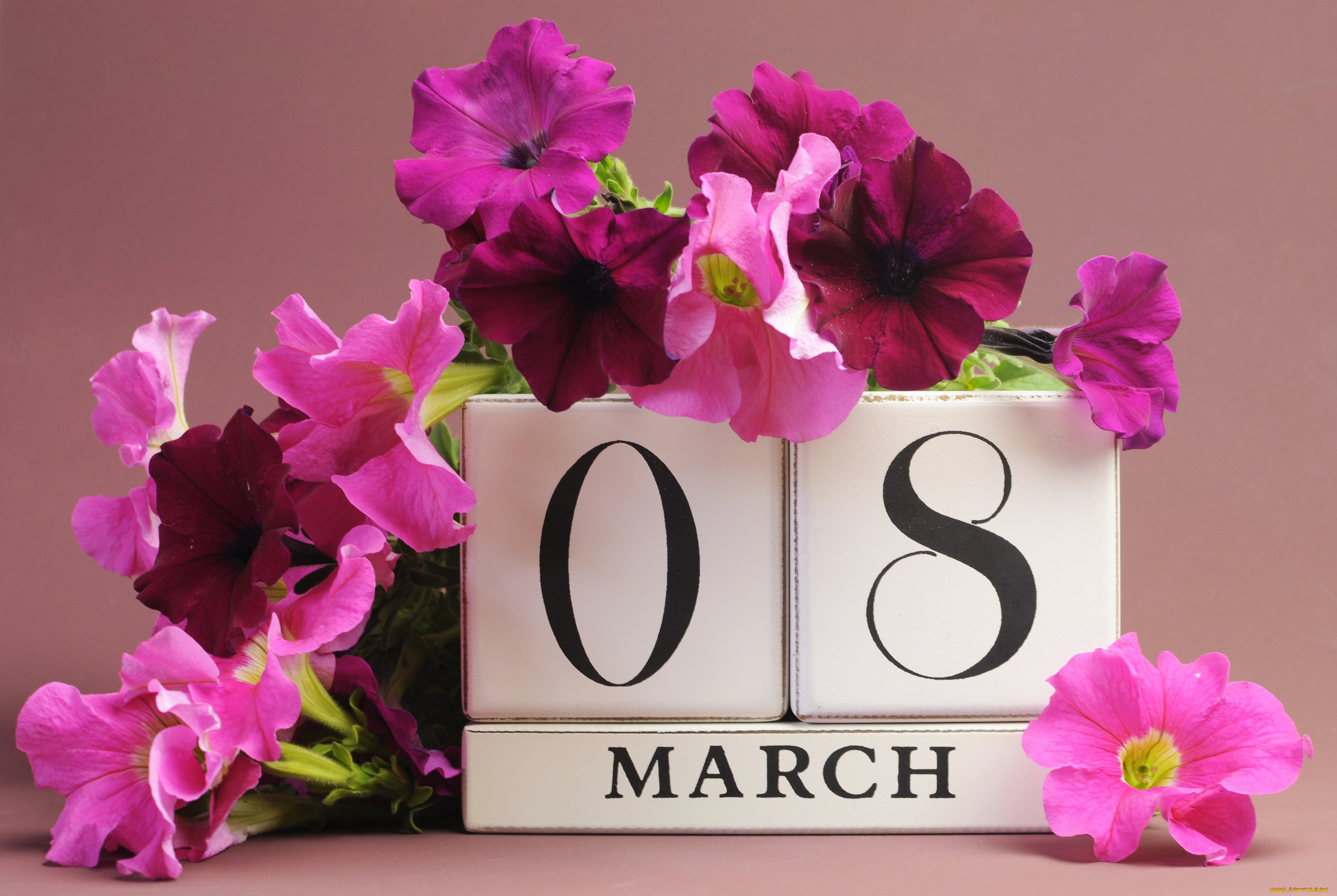праздничные, международный, женский, день, -, 8, марта, петунии, 8, марта, цветы
