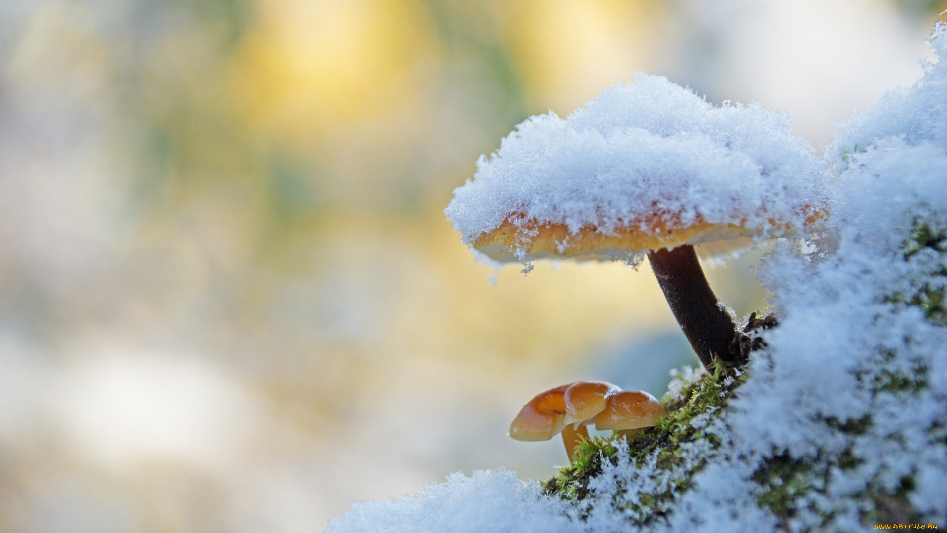 природа, грибы, зимний, гриб, макро, снег, фон, мох, утро