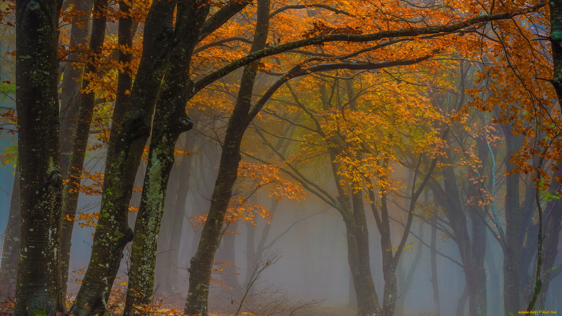 природа, лес, осень, деревья, туман