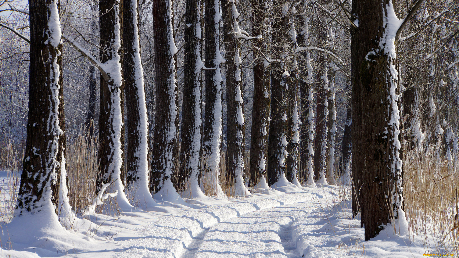 природа, зима, аллея, дорога, деревья, снег