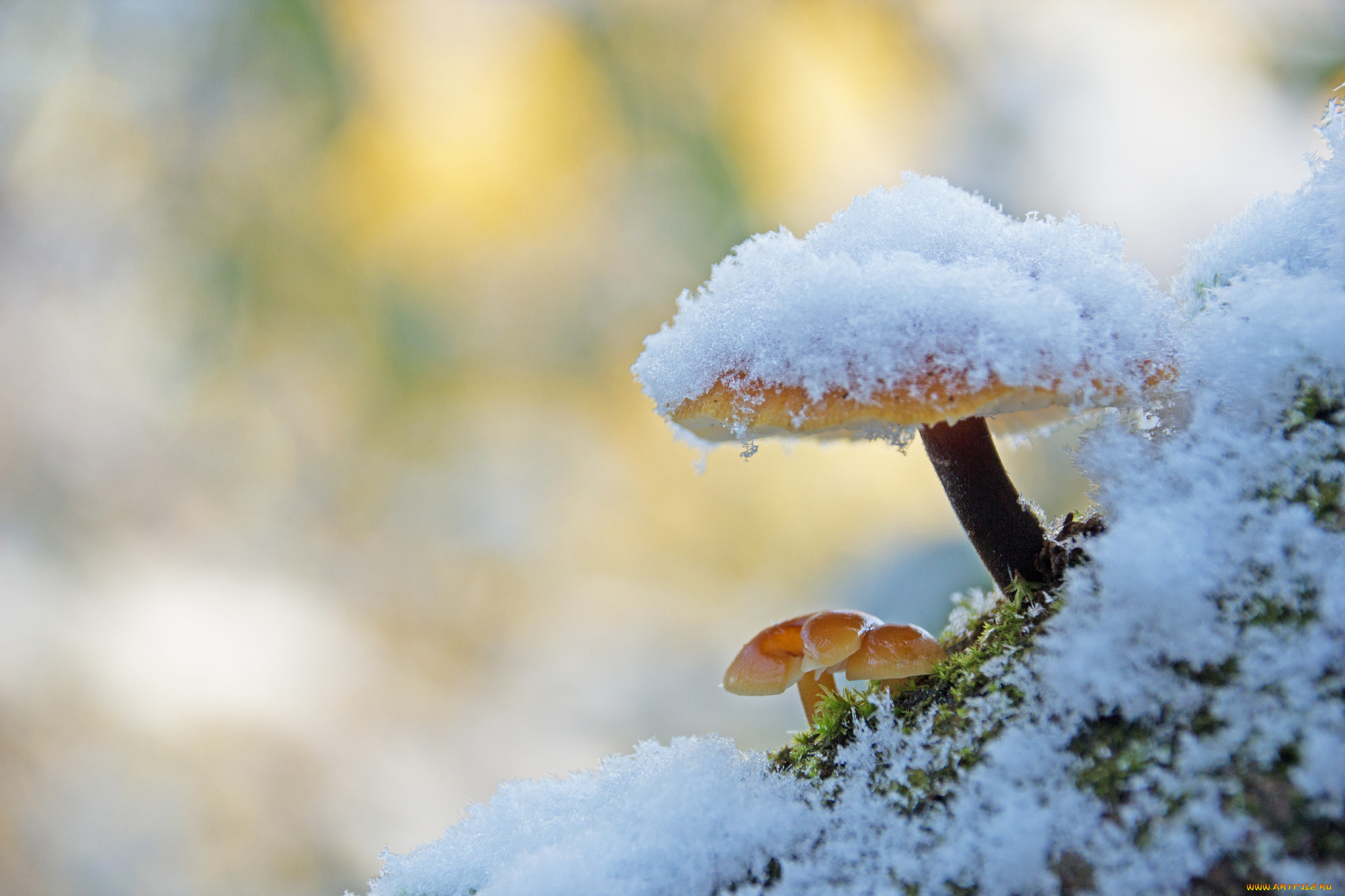 природа, грибы, зимний, гриб, макро, снег, фон, мох, утро