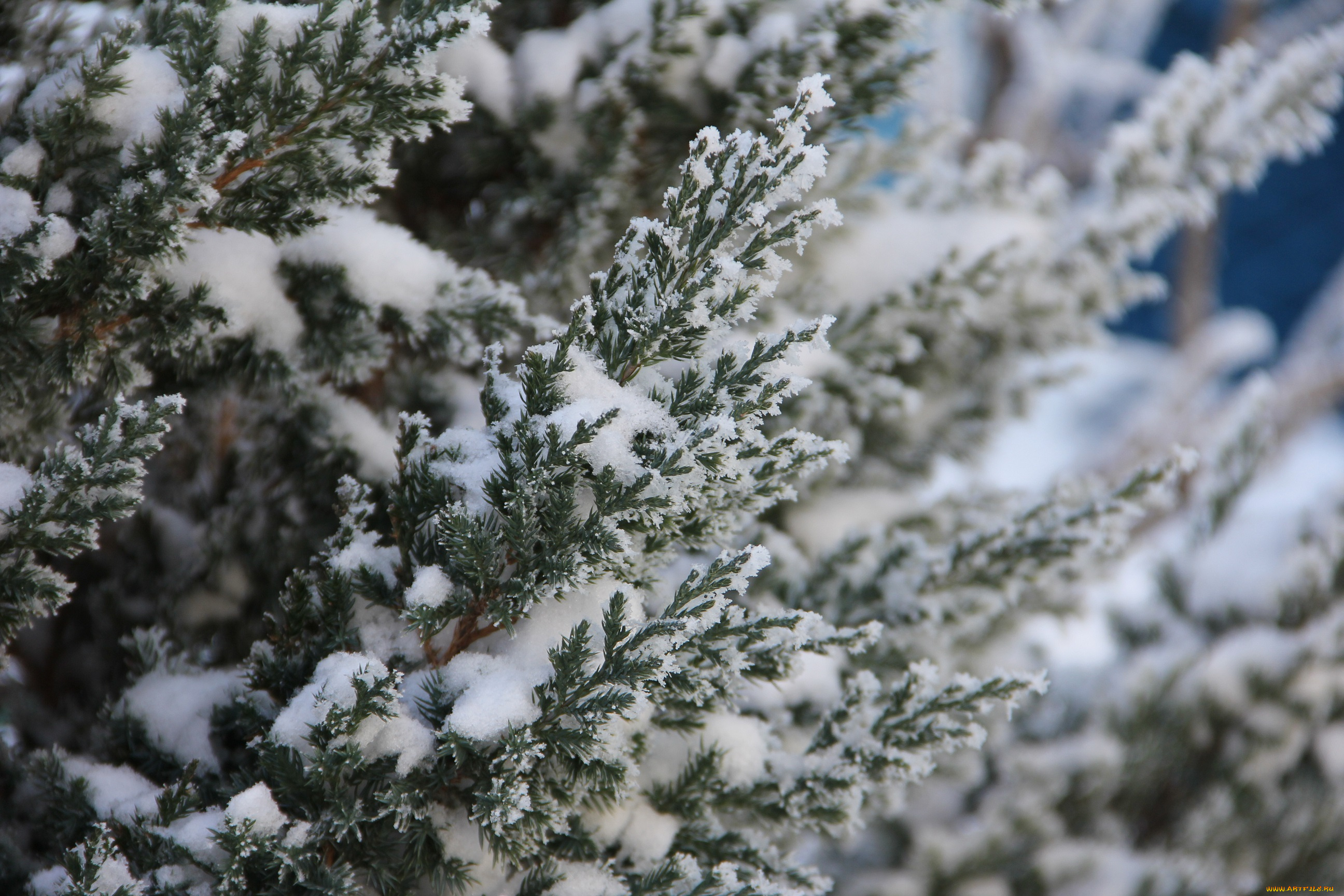 природа, зима, растение, снег