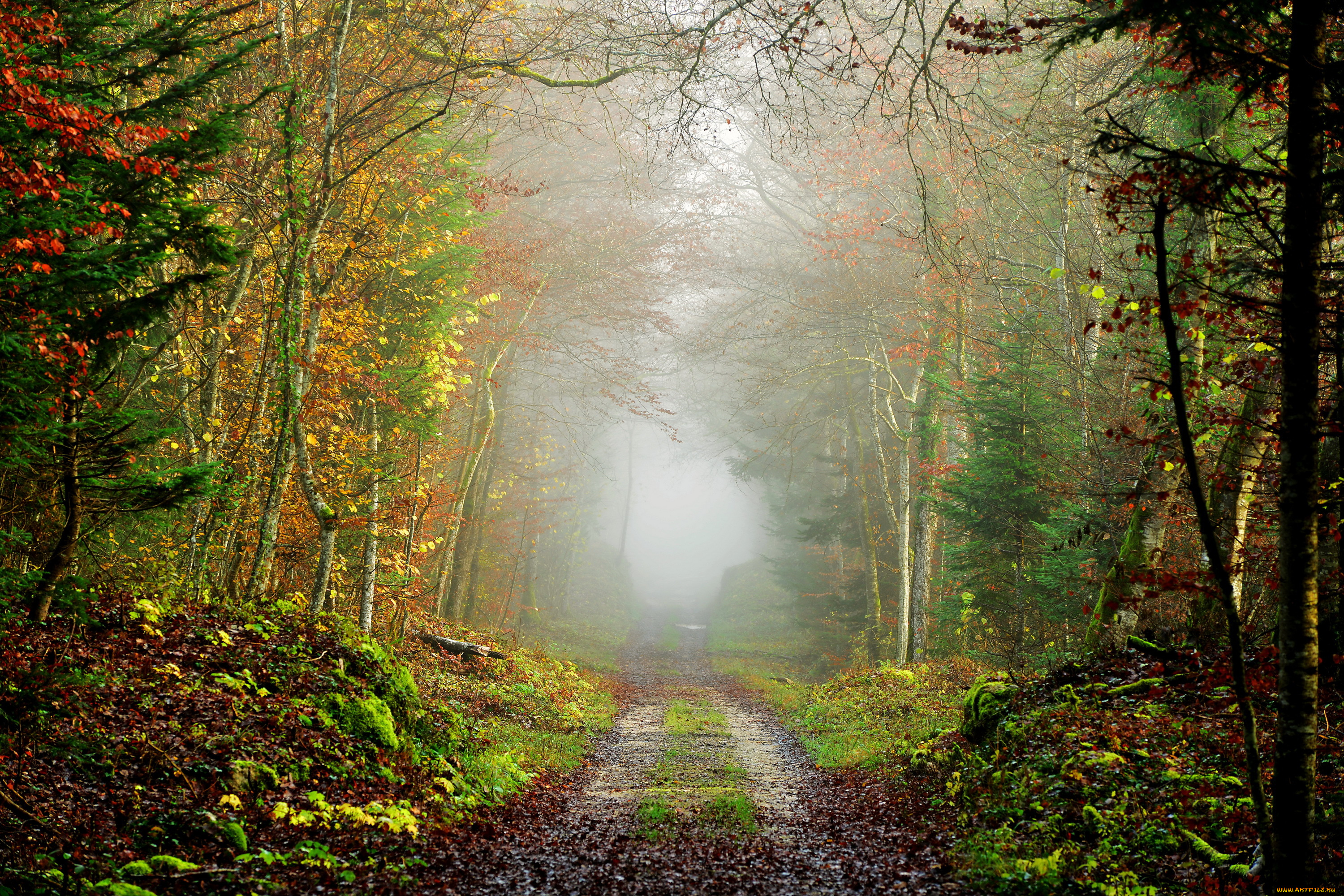 природа, дороги, туман, дорога, лес, осень
