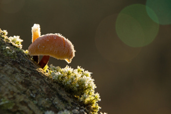 Картинка природа грибы иней боке блики зима макро зимний