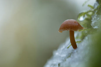 Картинка природа грибы снег утро грибок зимний фон гриб