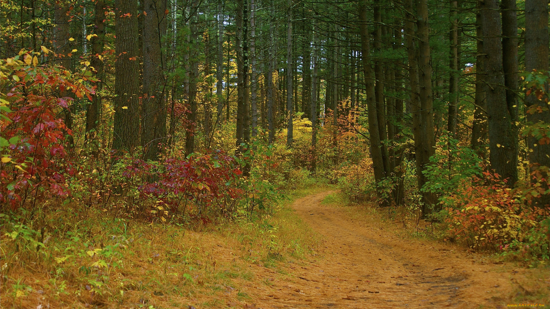 природа, лес, осень, дорога, кусты, деревья