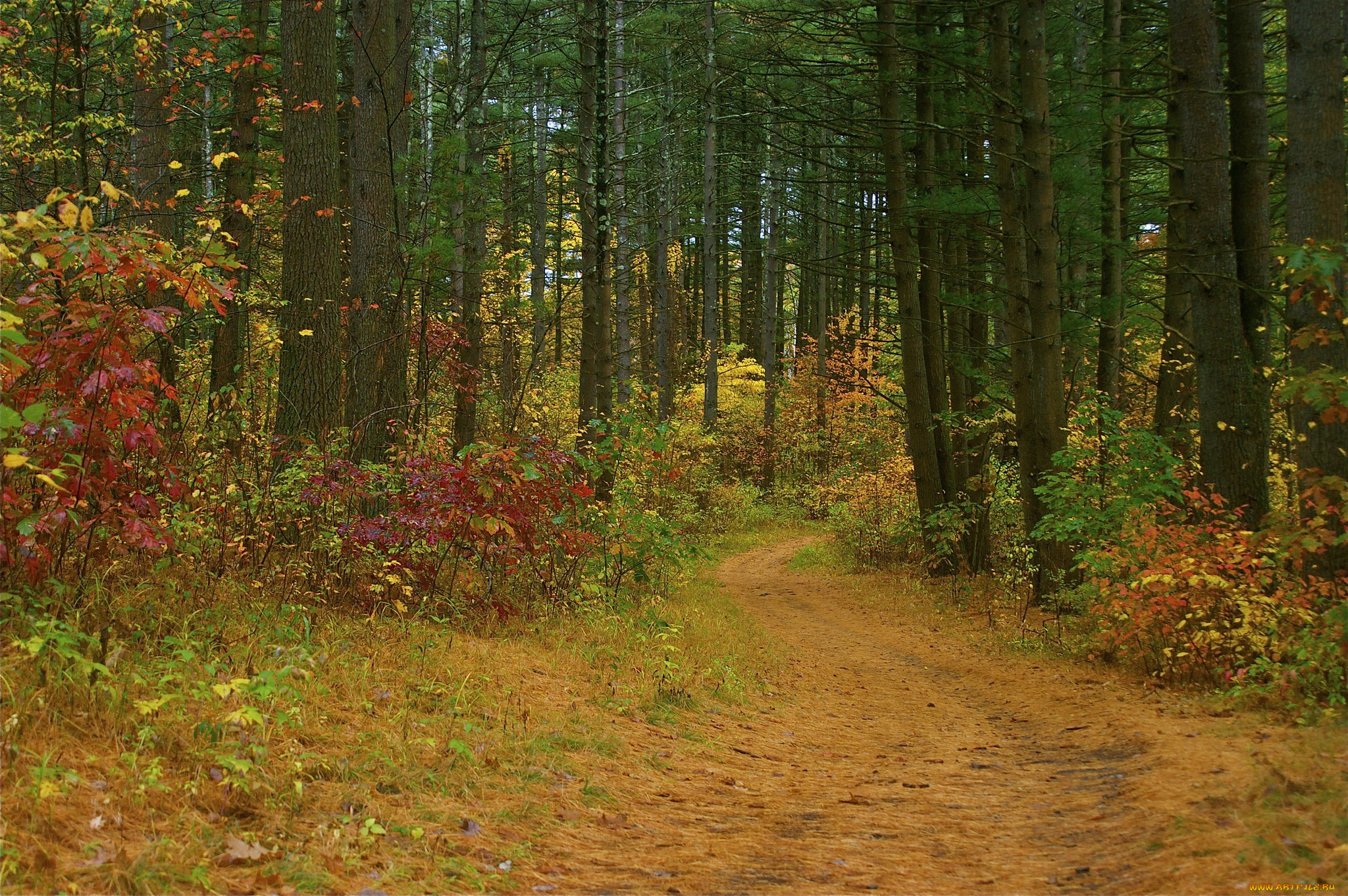 природа, лес, осень, дорога, кусты, деревья