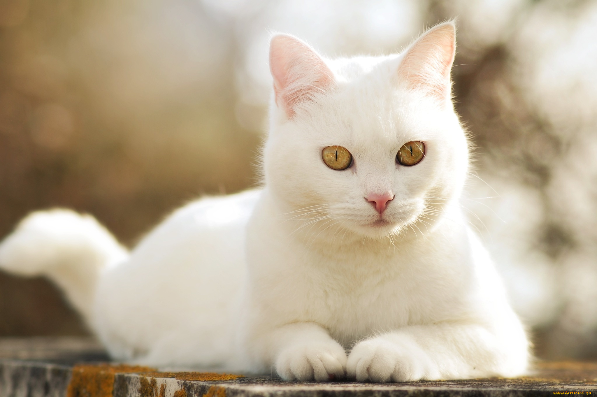 животные, коты, кошка, кот, белый, белая