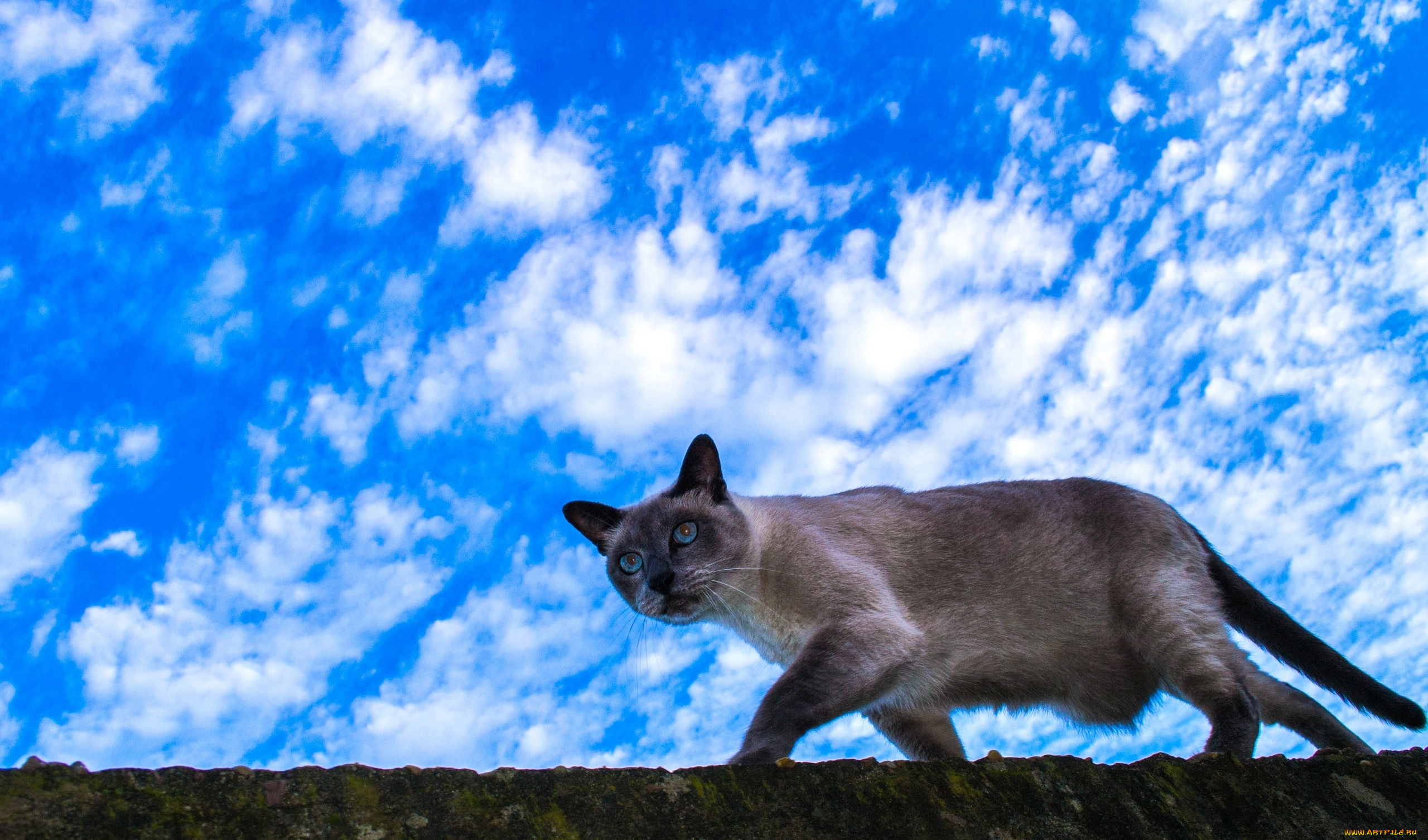 Небесные обитатели. Кот на фоне неба. Фон кошки. Обои кошки.