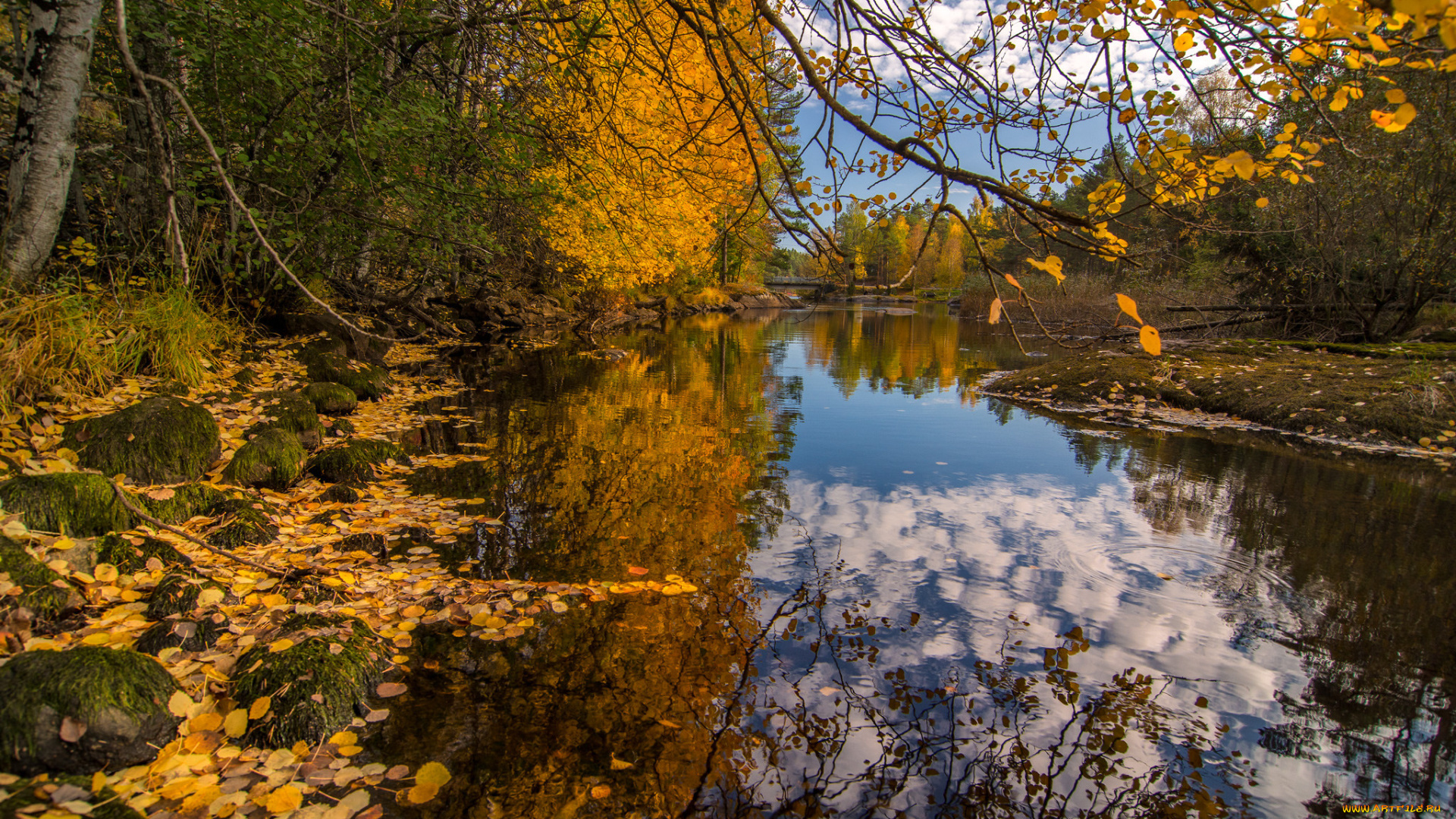 природа, реки, озера, река, лес