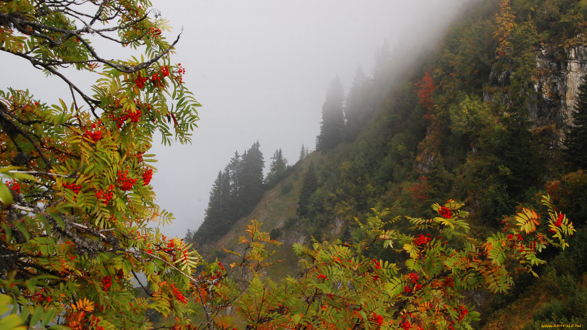 природа, Ягоды, , рябина, осень, лес, ветки, туман, горы, склон, деревья, рябина, скалы, ягоды