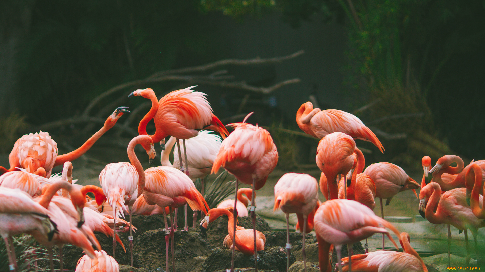 животные, фламинго, много, птицы