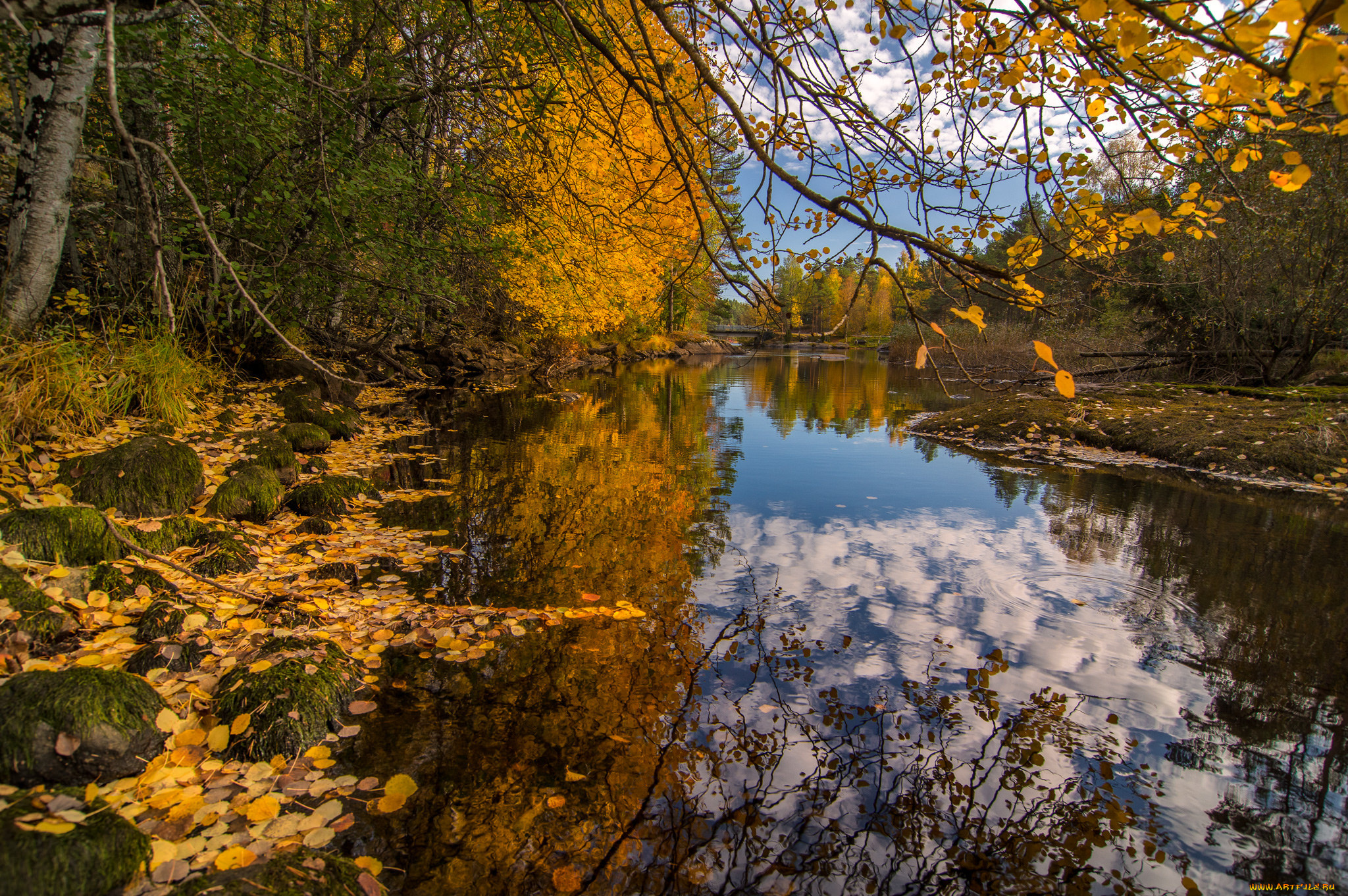 природа, реки, озера, река, лес